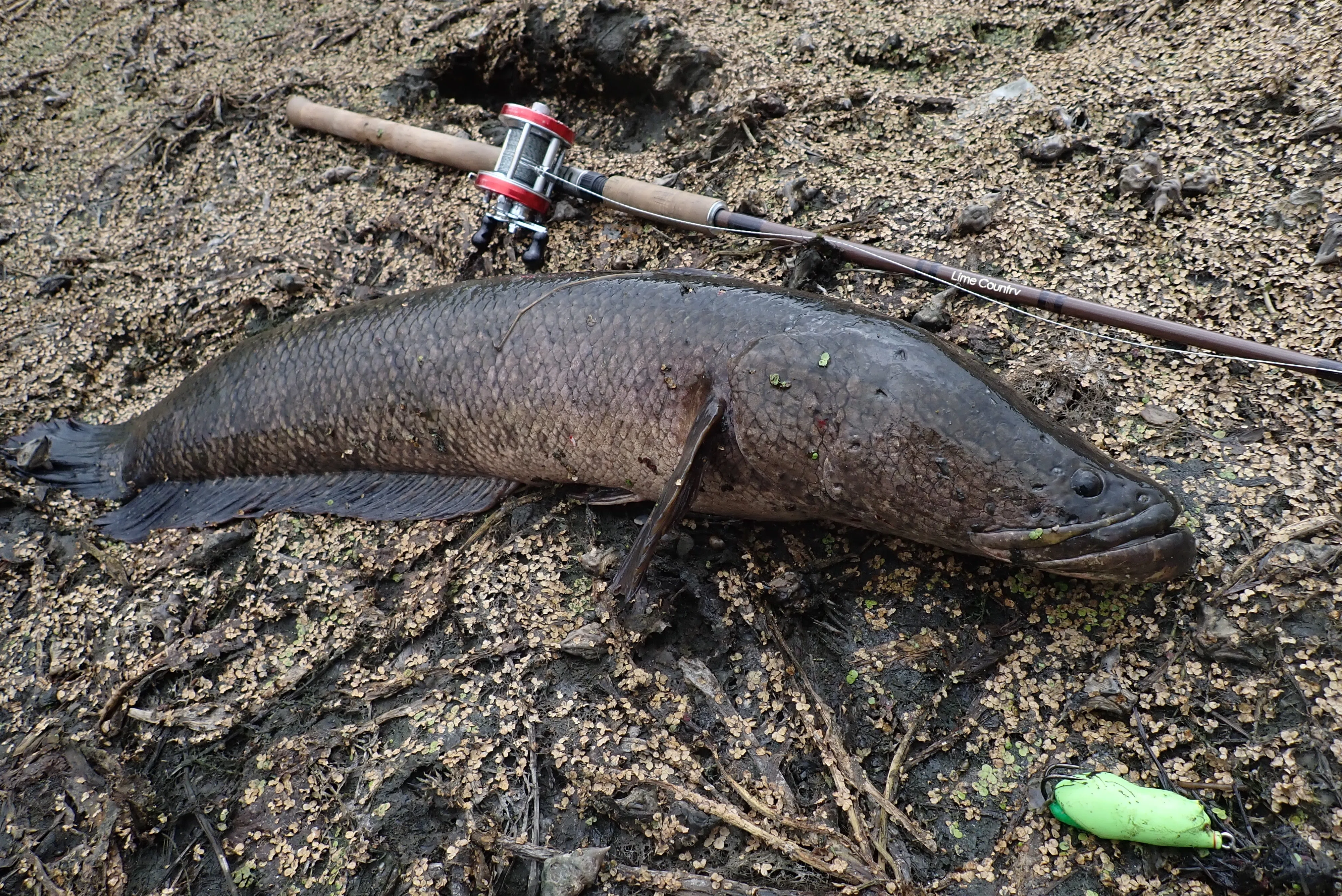 A Sneak Peek at Forbidden Snakehead Fishing] The First and Last
