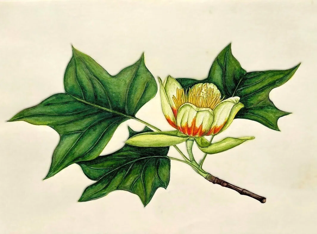 植物画・ボタニカルアート】ユリノキは見上げる花｜かりあ