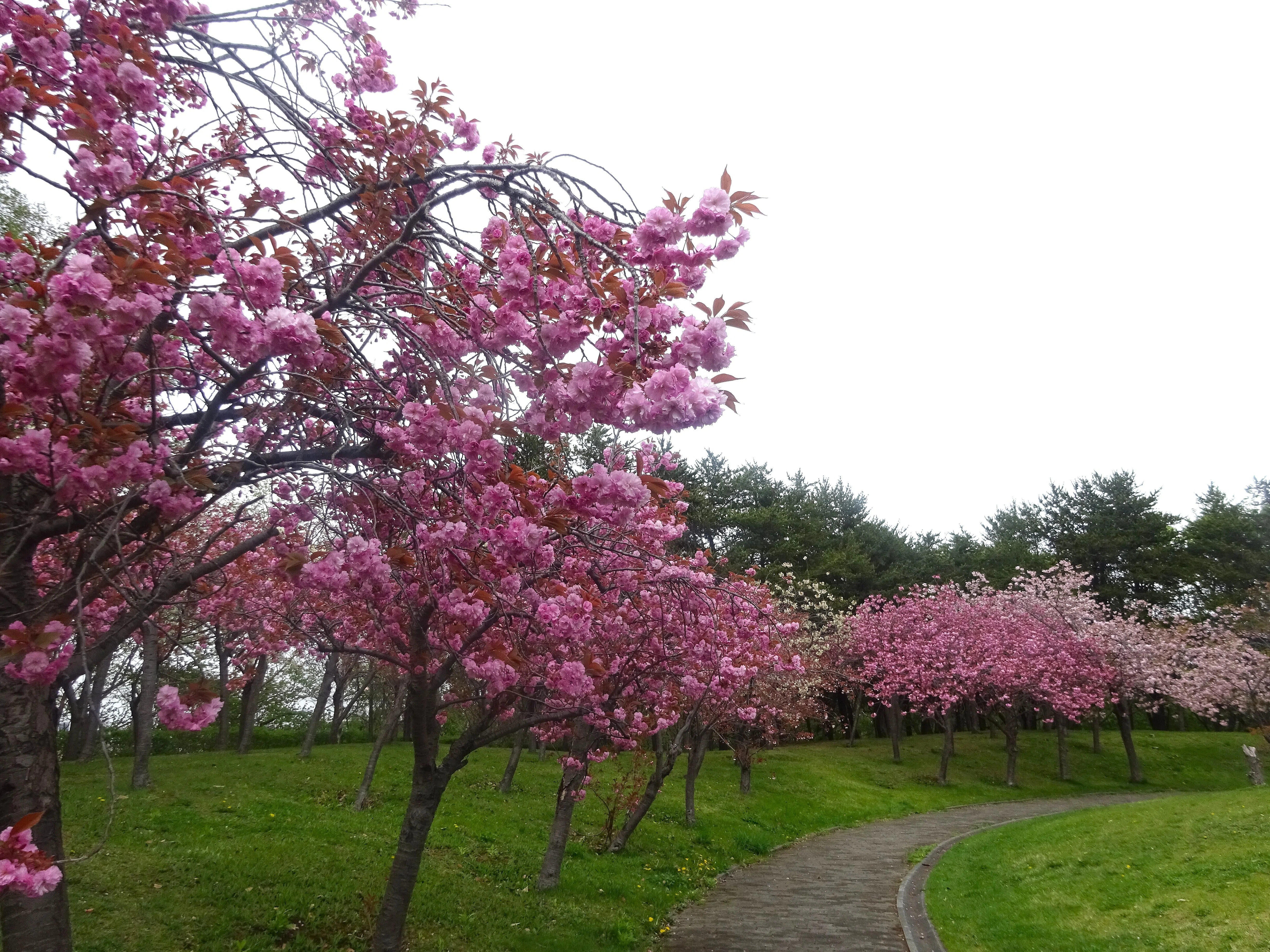 北海道さっぽろ観光案内所:八重桜だより(2026.5.9-11)札幌市内でまだ