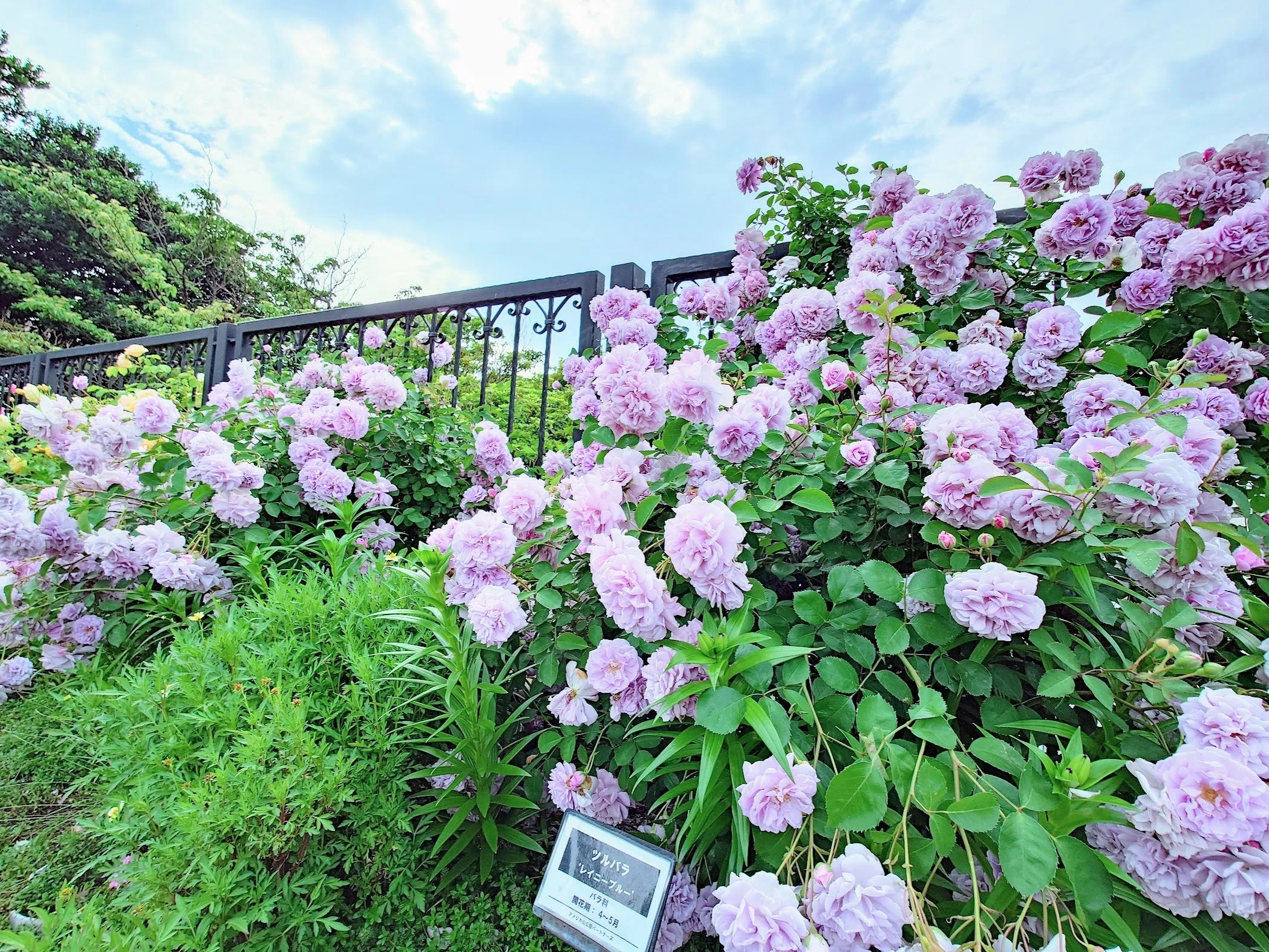 薔薇スィーツカフェカーテンデコパージュ 乙女心を刺激するローズガーデンの洋館で、珠玉の薔薇スイーツを
