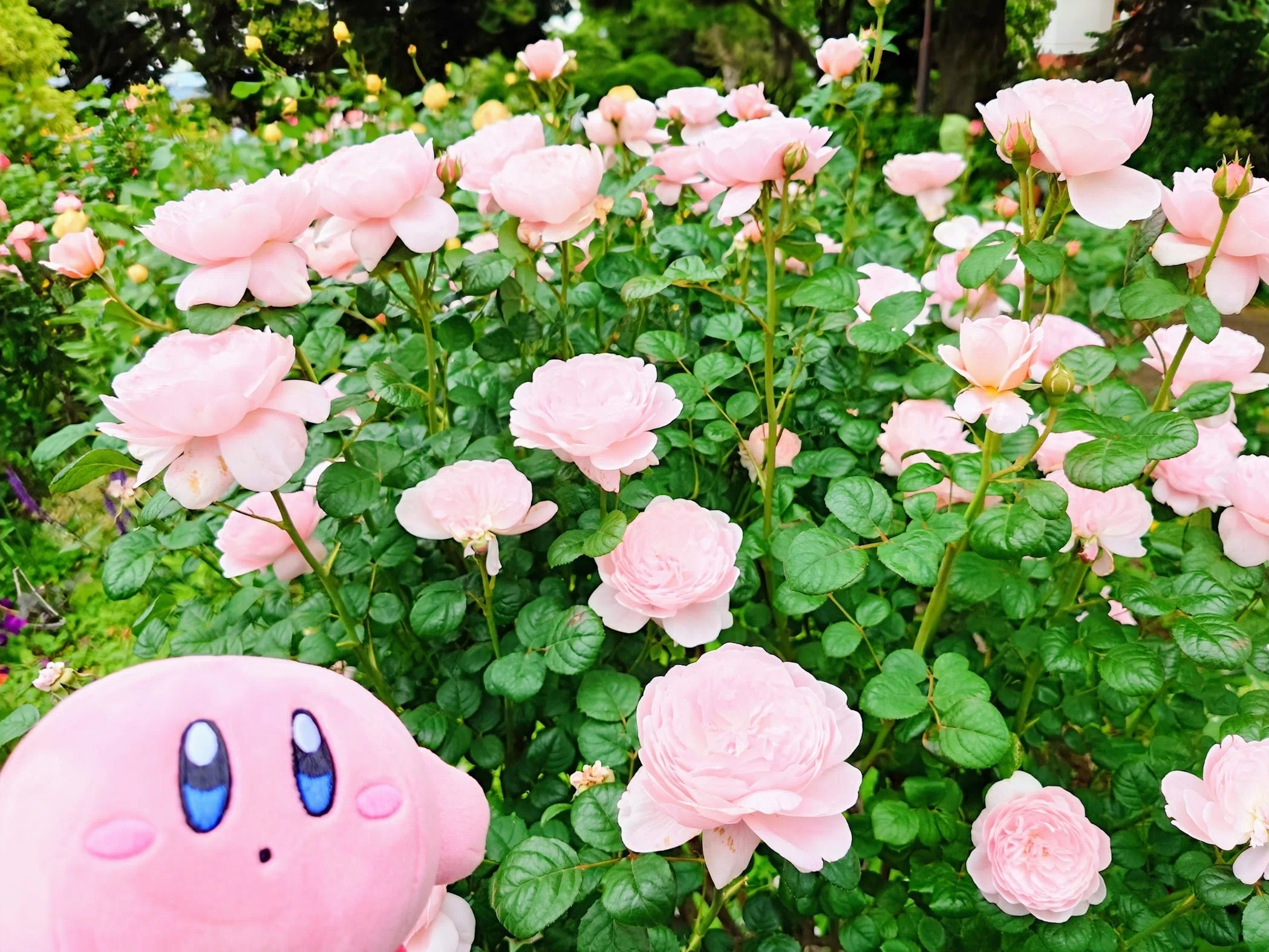 乙女心を刺激するローズガーデンの洋館で、珠玉の薔薇スイーツを
