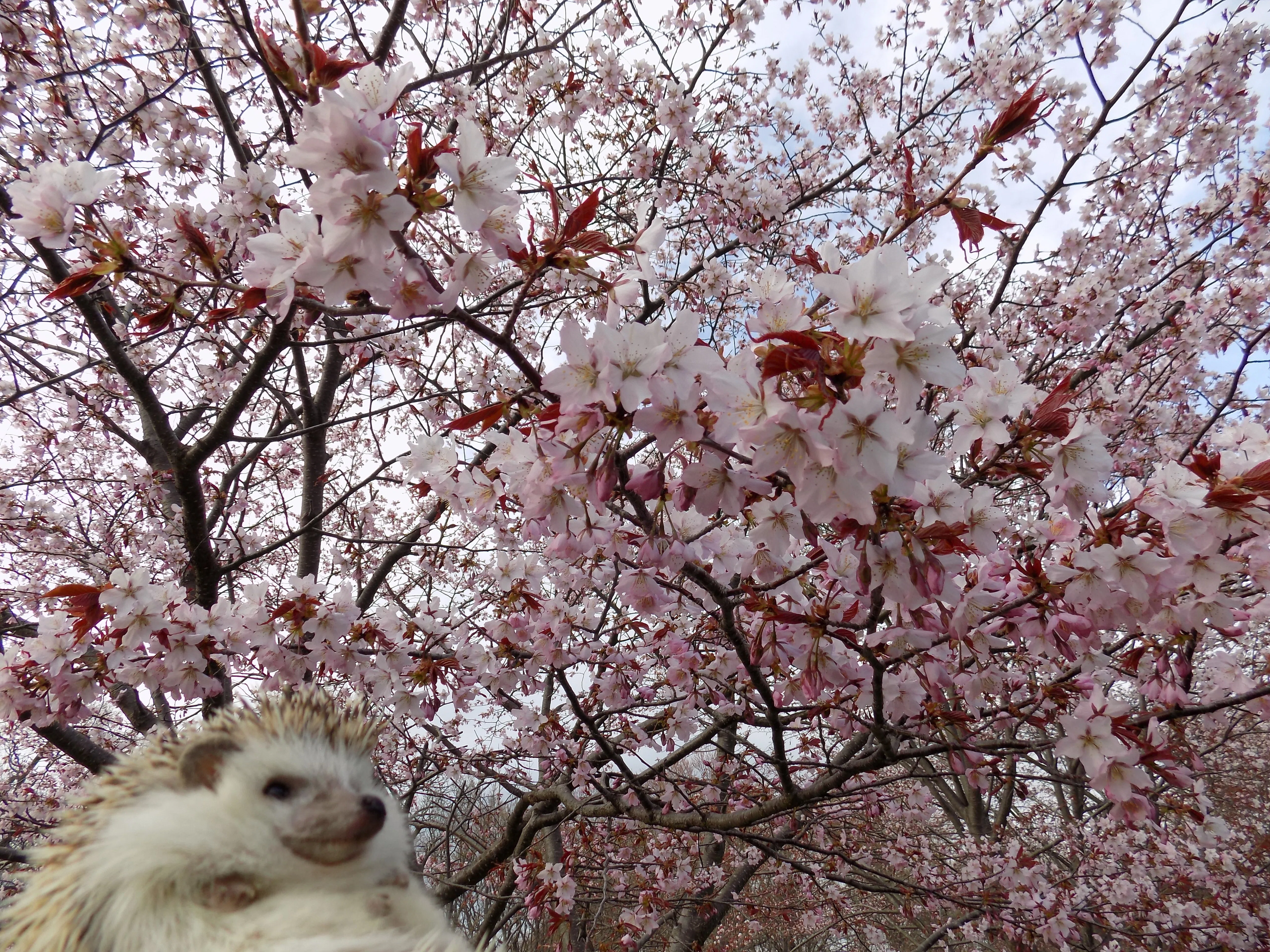 2026年5月14日（木）宗谷・オホーツク 桜の花見｜和さん
