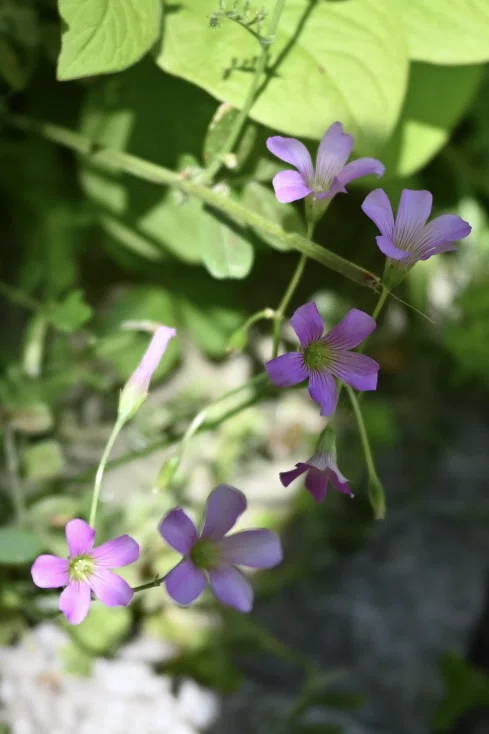 石楠花(シャクナゲ)が咲いた｜SuzukenSambar
