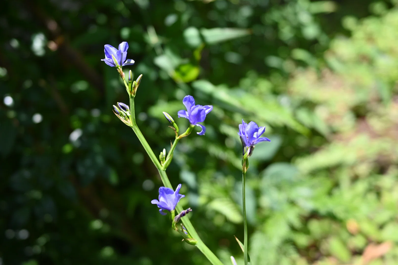 石楠花(シャクナゲ)が咲いた｜SuzukenSambar