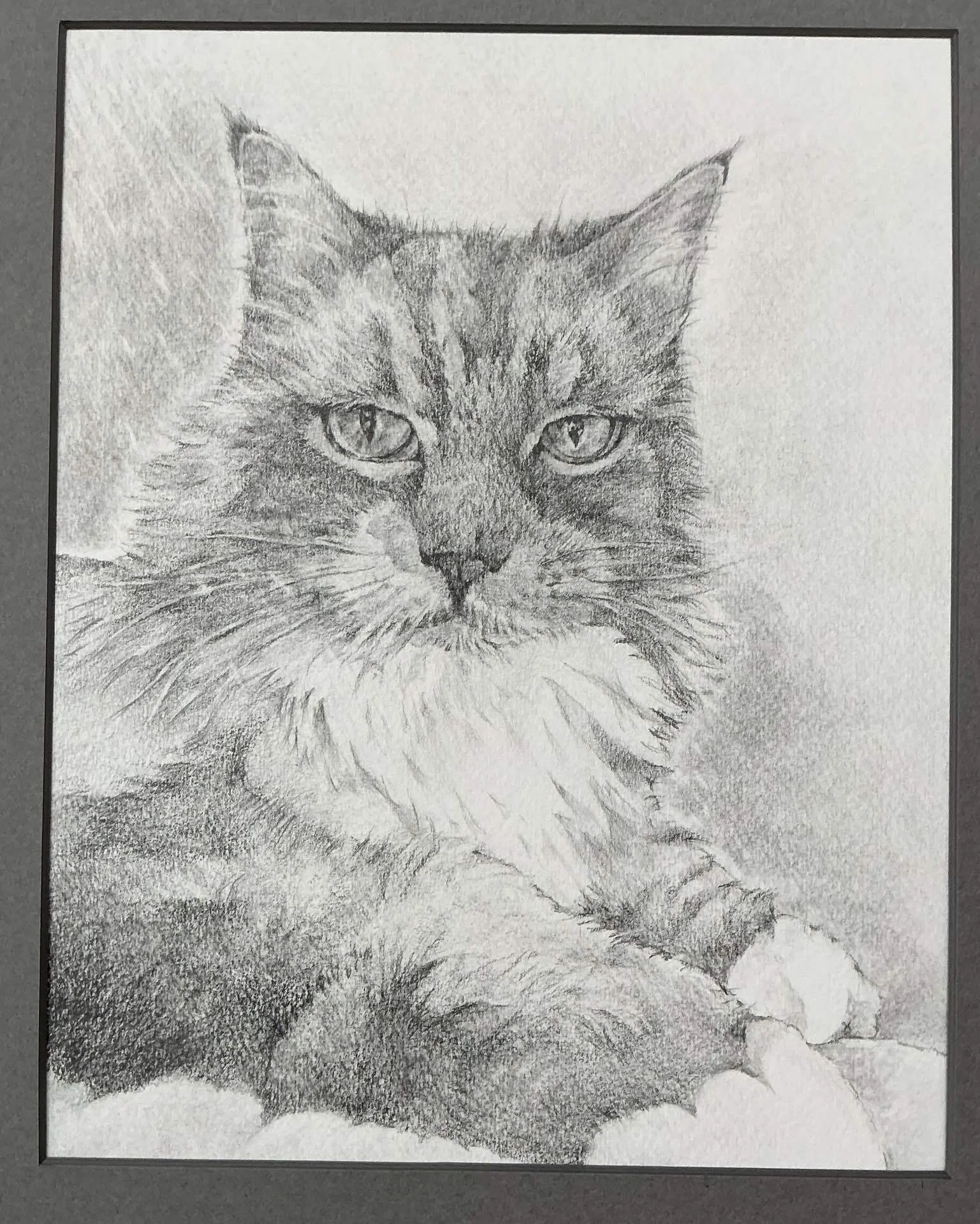 もふもふ特等席 色鉛筆画 ふわふわ子猫 色鉛筆画｜ぎんなん