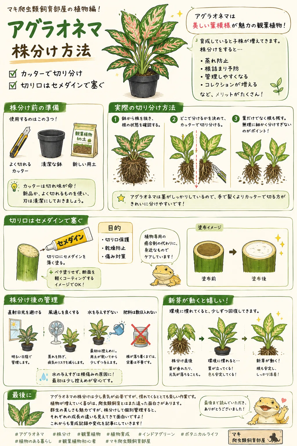 No.14 アグラオネマの株分け｜マキ爬虫類飼育部屋