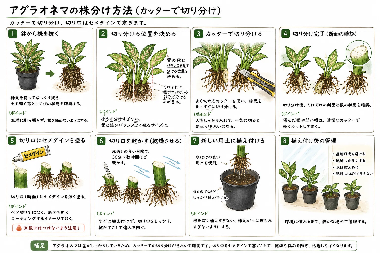 No.14 アグラオネマの株分け｜マキ爬虫類飼育部屋