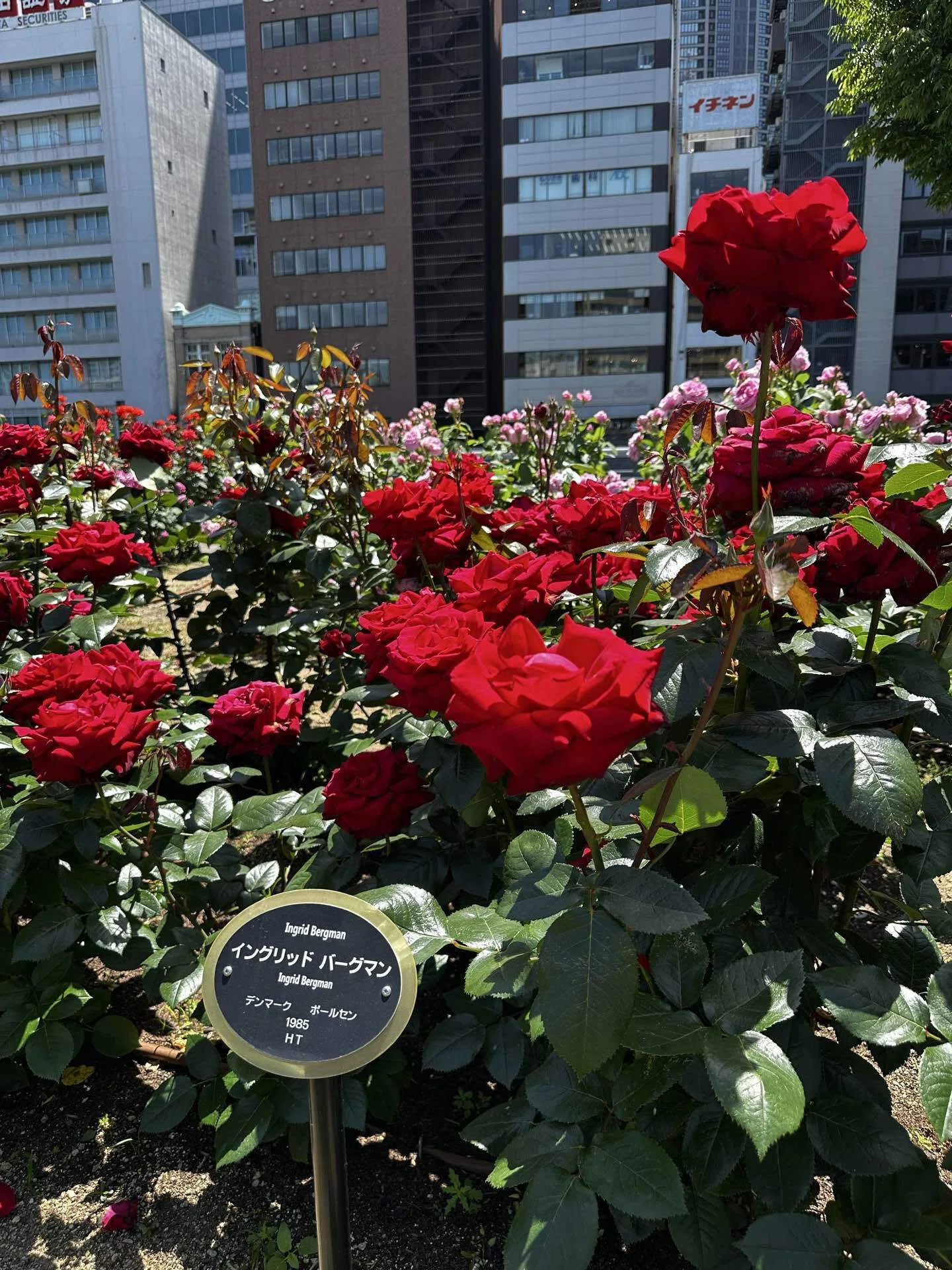 中之島バラ園の薔薇をみてほしい｜カイムラ チイ