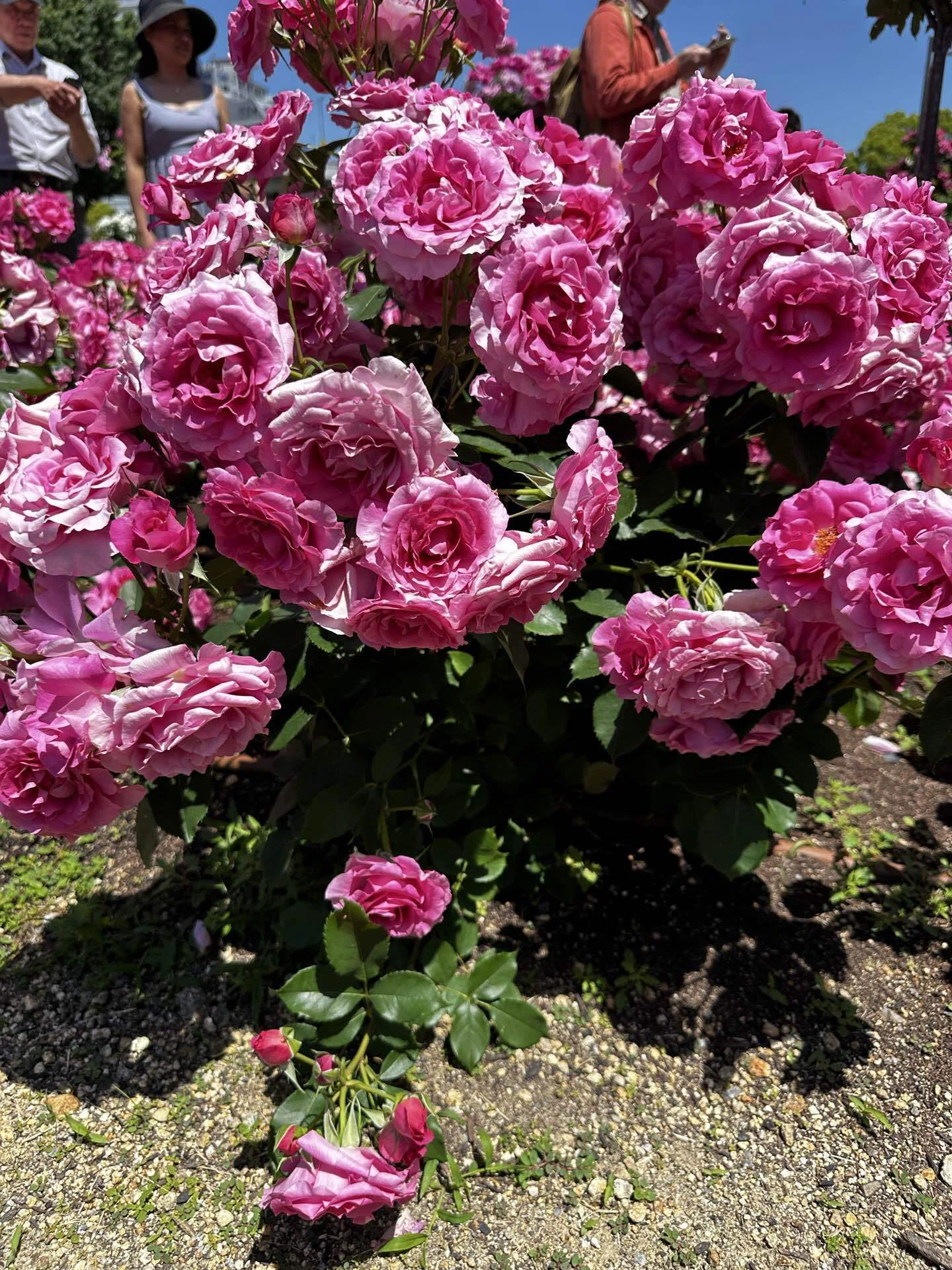 中之島バラ園の薔薇をみてほしい｜カイムラ チイ