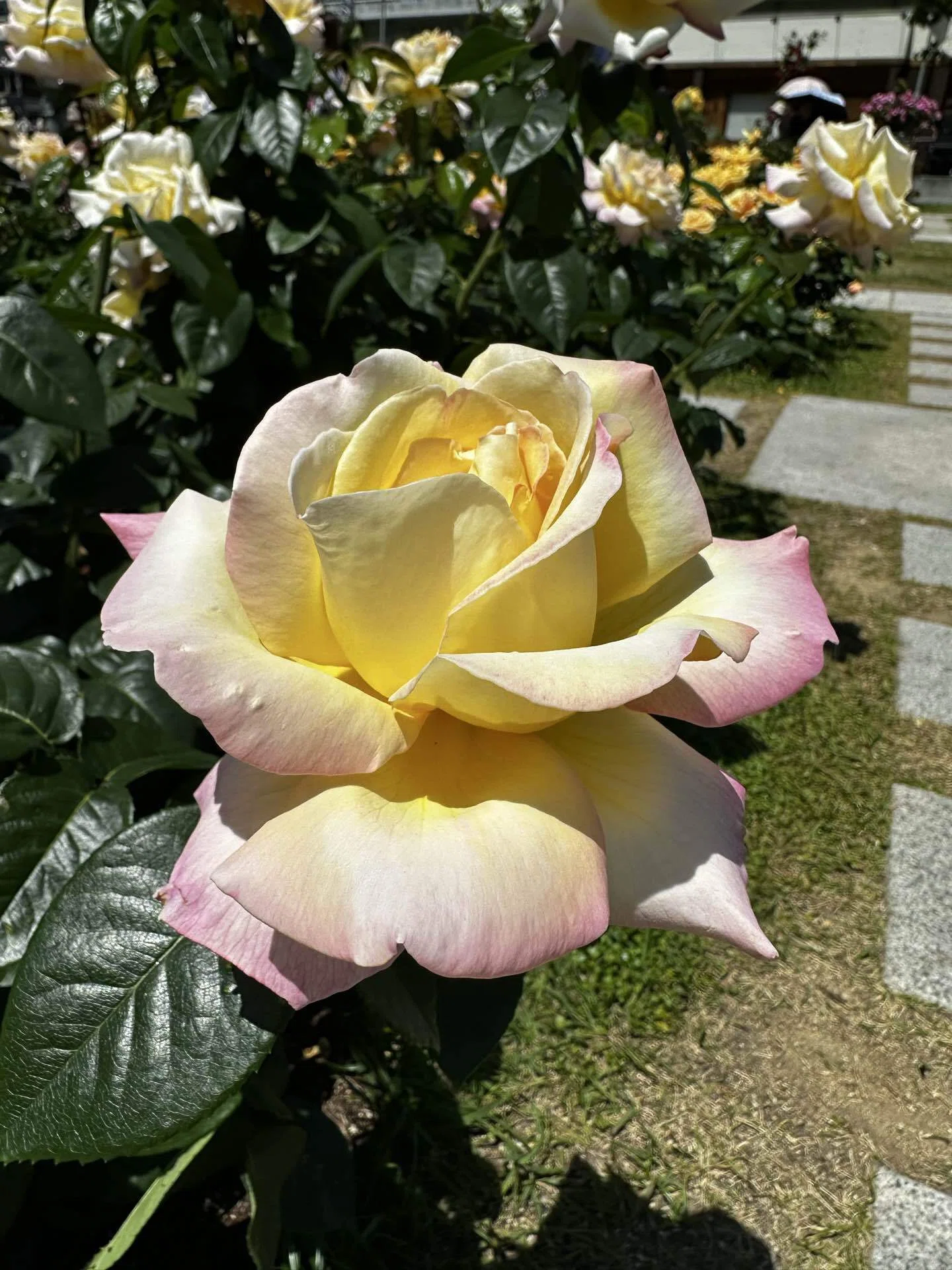 中学生応援‼️　テキストバラ売り大会(閲覧用⑥) 中之島バラ園の薔薇をみてほしい｜カイムラ チイ