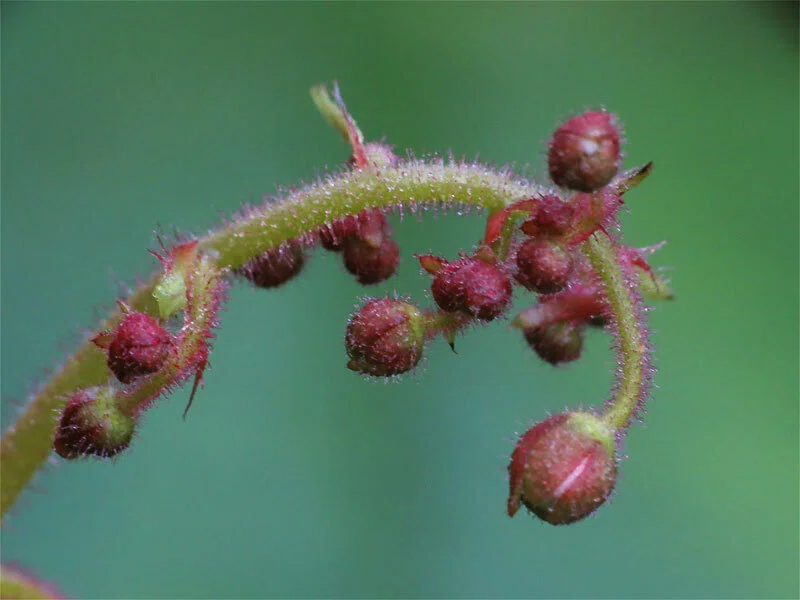 ユキノシタ （雪の下） の 花茎 （花序） に 疎ら に 付いた… 赤い 蕾 たち｜梶山こうじ（Kaji-G ART WORKS）