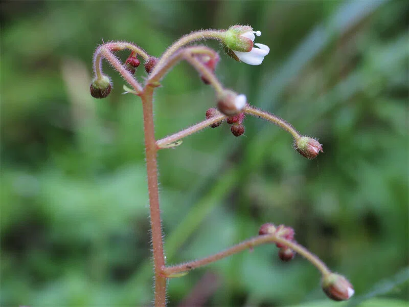 ユキノシタ （雪の下） の 花茎 （花序） に 疎ら に 付いた… 赤い 蕾 たち｜梶山こうじ（Kaji-G ART WORKS）