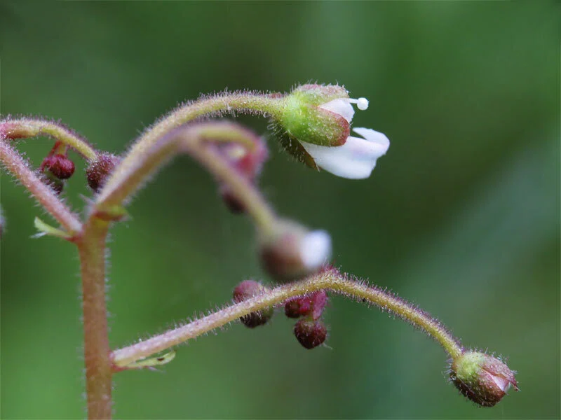 ユキノシタ （雪の下） の 花茎 （花序） に 疎ら に 付いた… 赤い 蕾 たち｜梶山こうじ（Kaji-G ART WORKS）