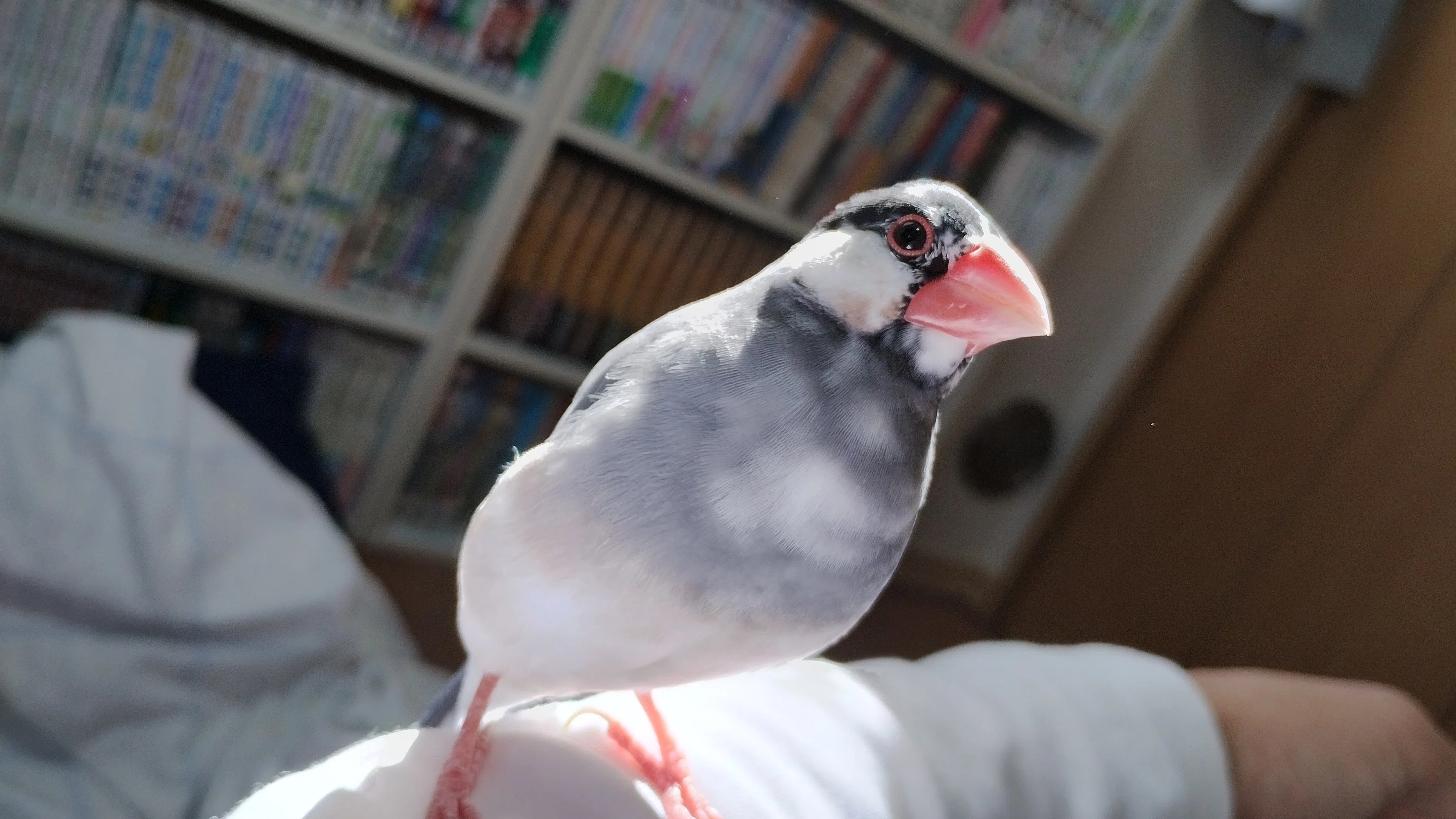 桜文鳥♂2歳、もちもちさを取り戻す｜とかい