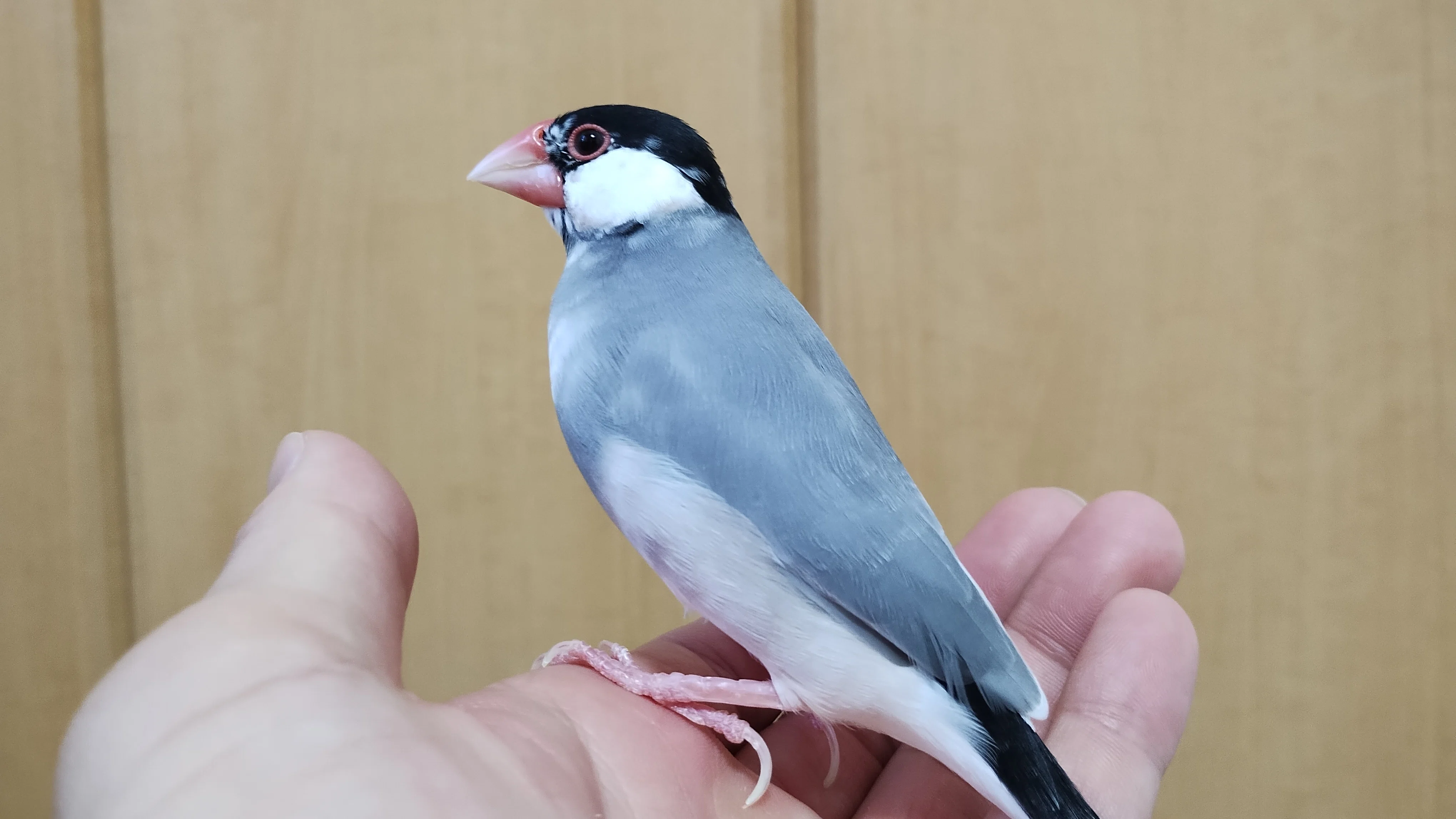 桜文鳥♂2歳、もちもちさを取り戻す｜とかい