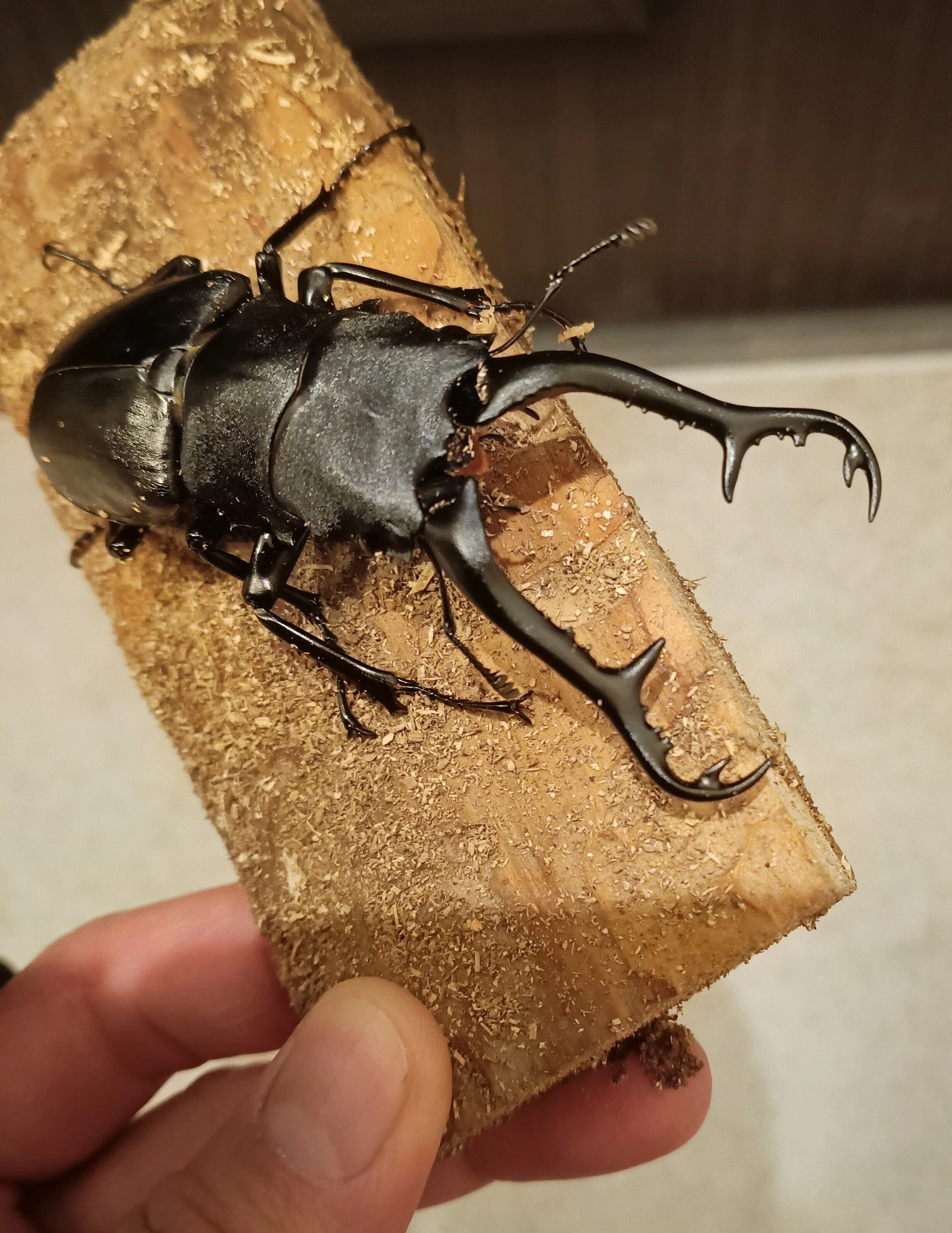 世界最大の美しき暴君！ギラファノコギリクワガタの飼育マニュアル