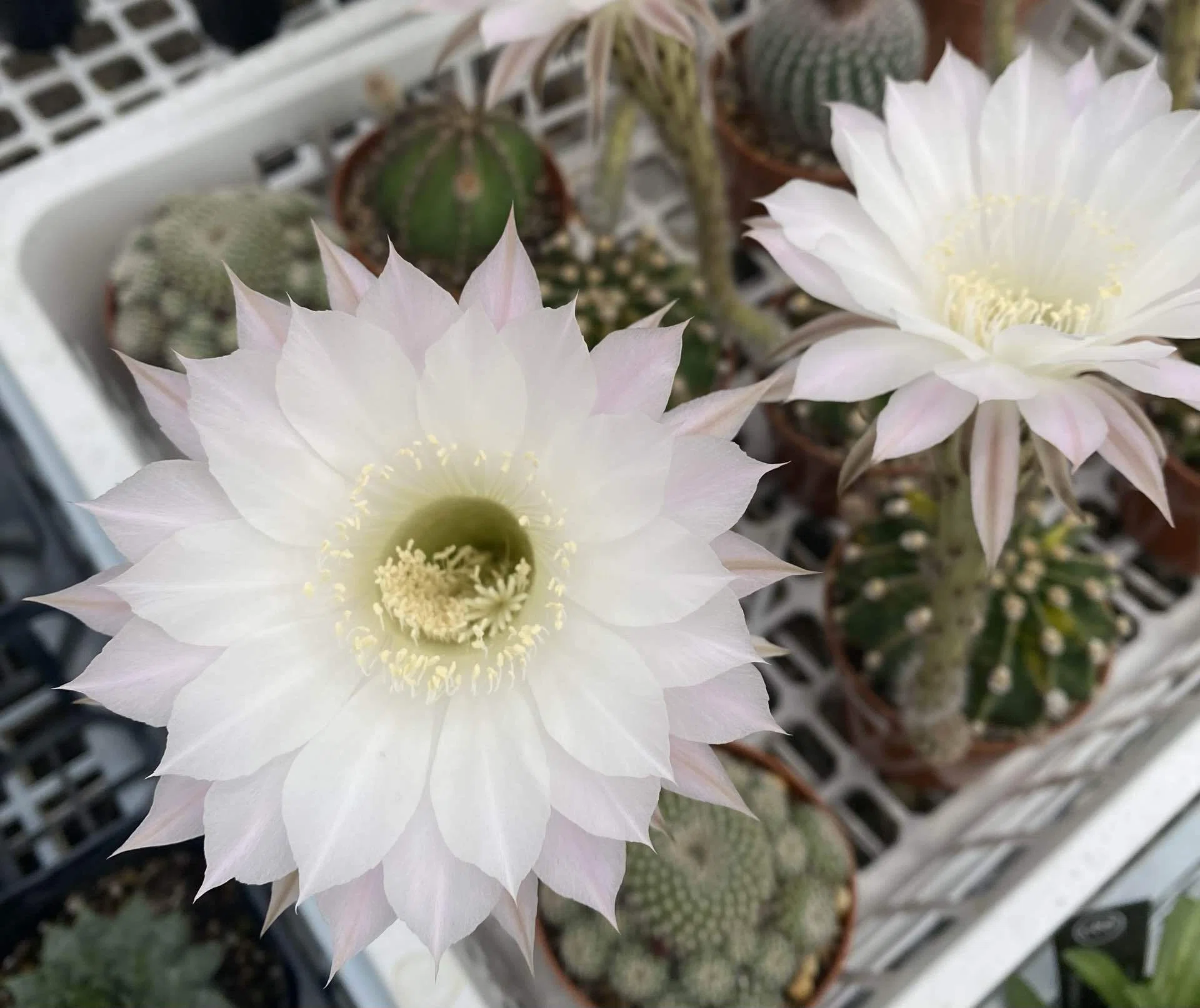 花言葉が素敵！サボテンの花｜ぱせり