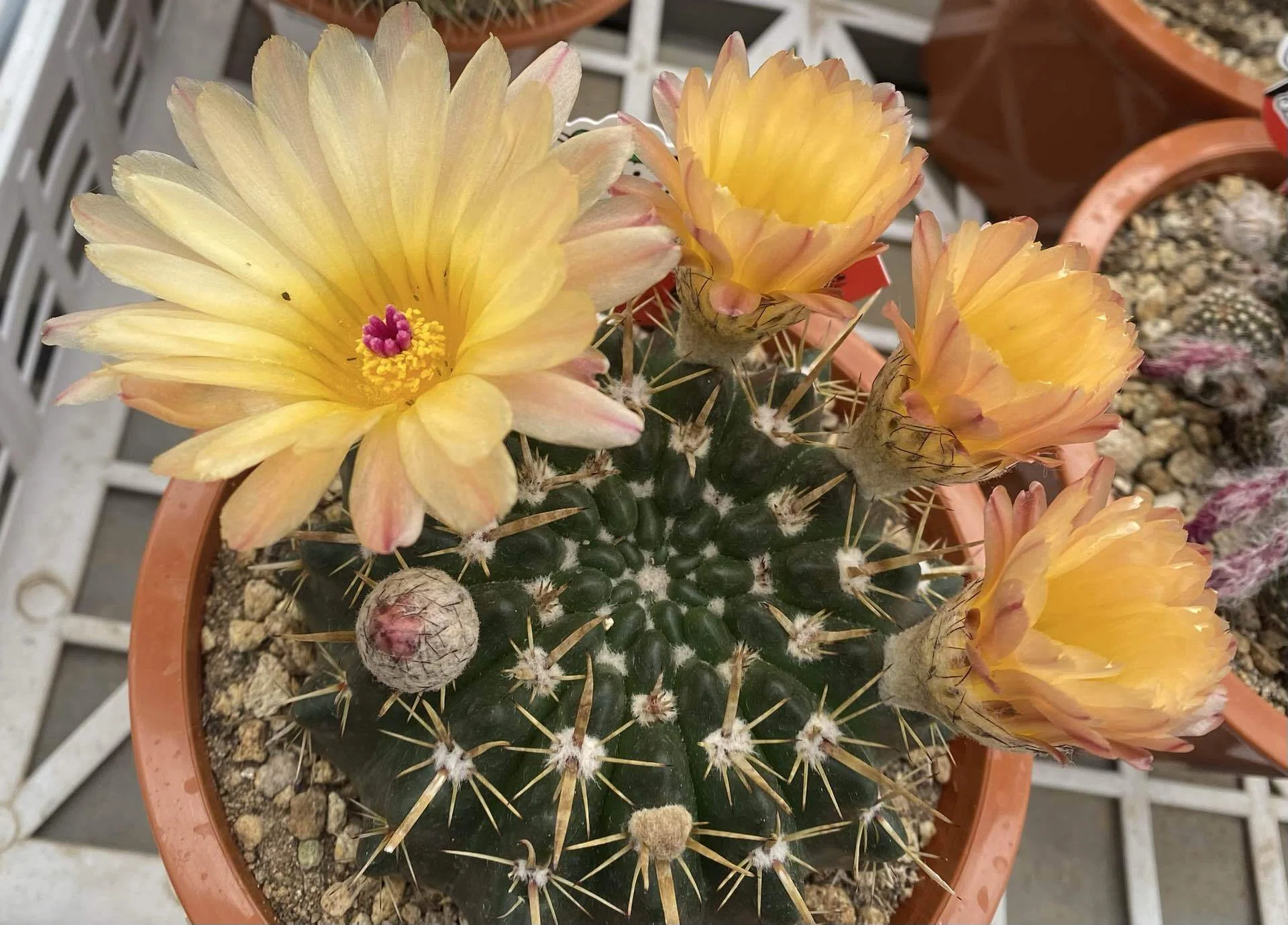 花言葉が素敵！サボテンの花｜ぱせり