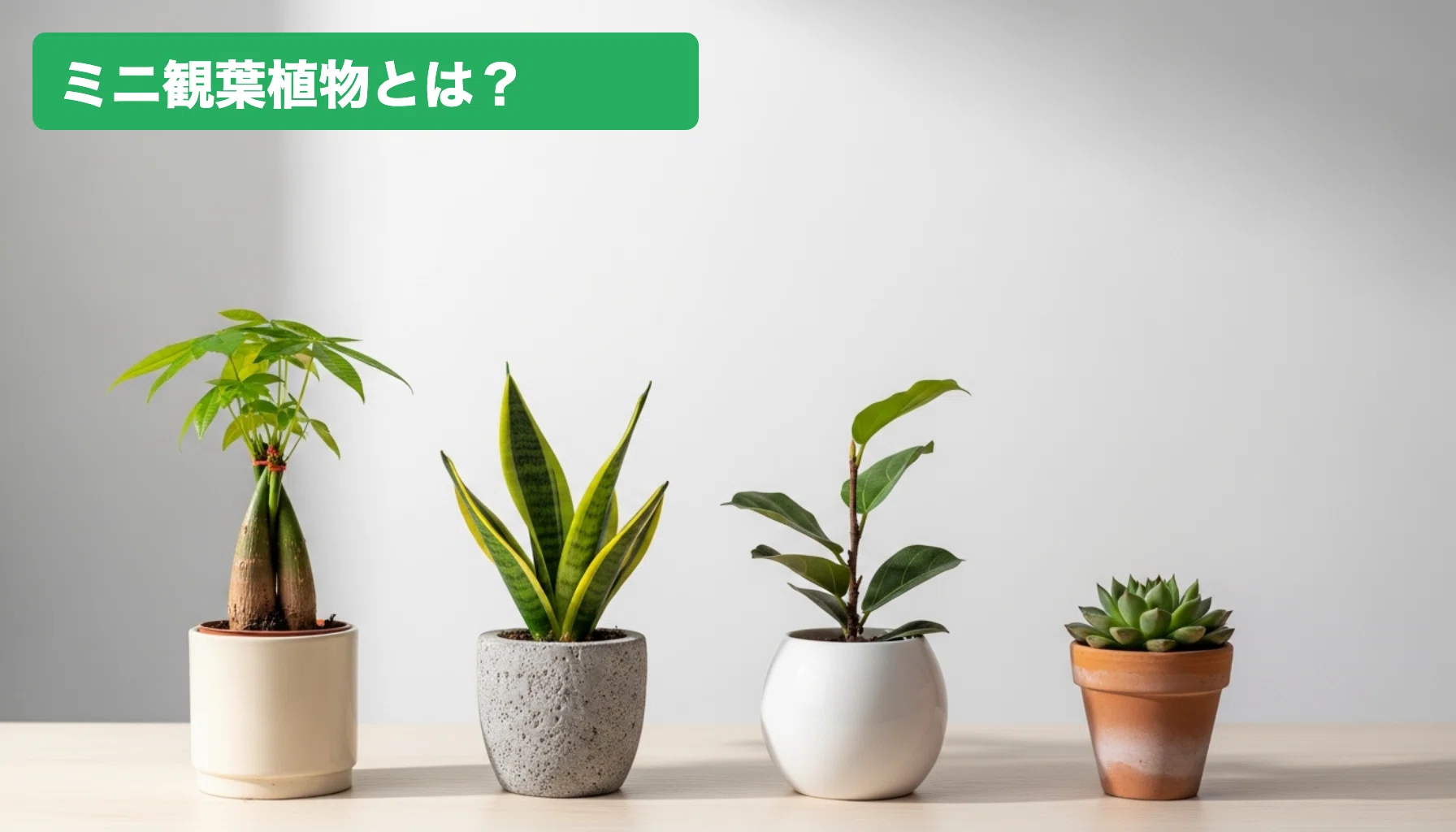 ミニ観葉植物おすすめ比較【初心者向け厳選5選】｜モノ選びの最適解