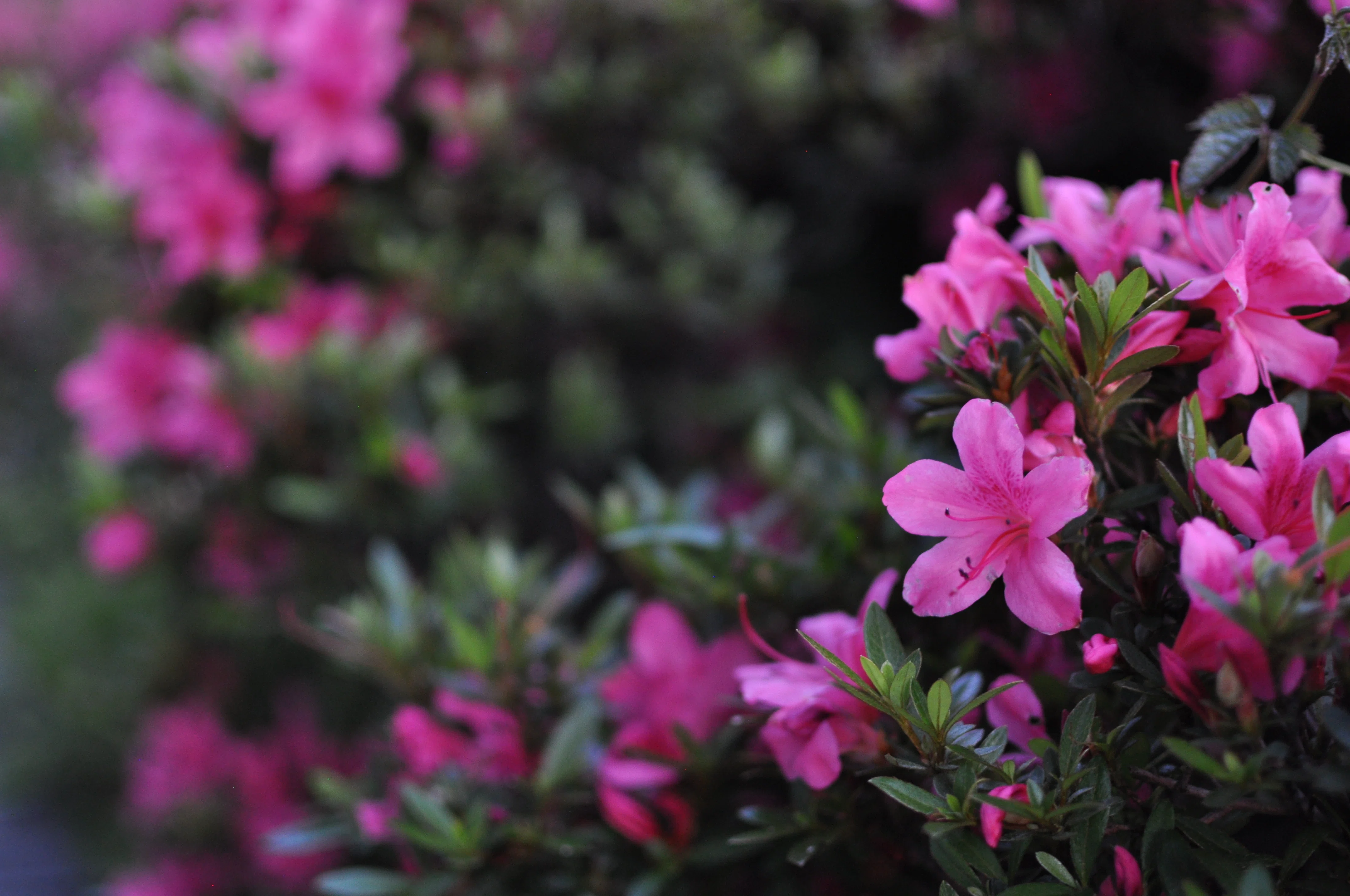 ❤️あや❤️Nikon D5000 コンパクト 格安 I bought a used SLR camera (Nikon D5000)!｜琴ノ葉みかん (Mikan