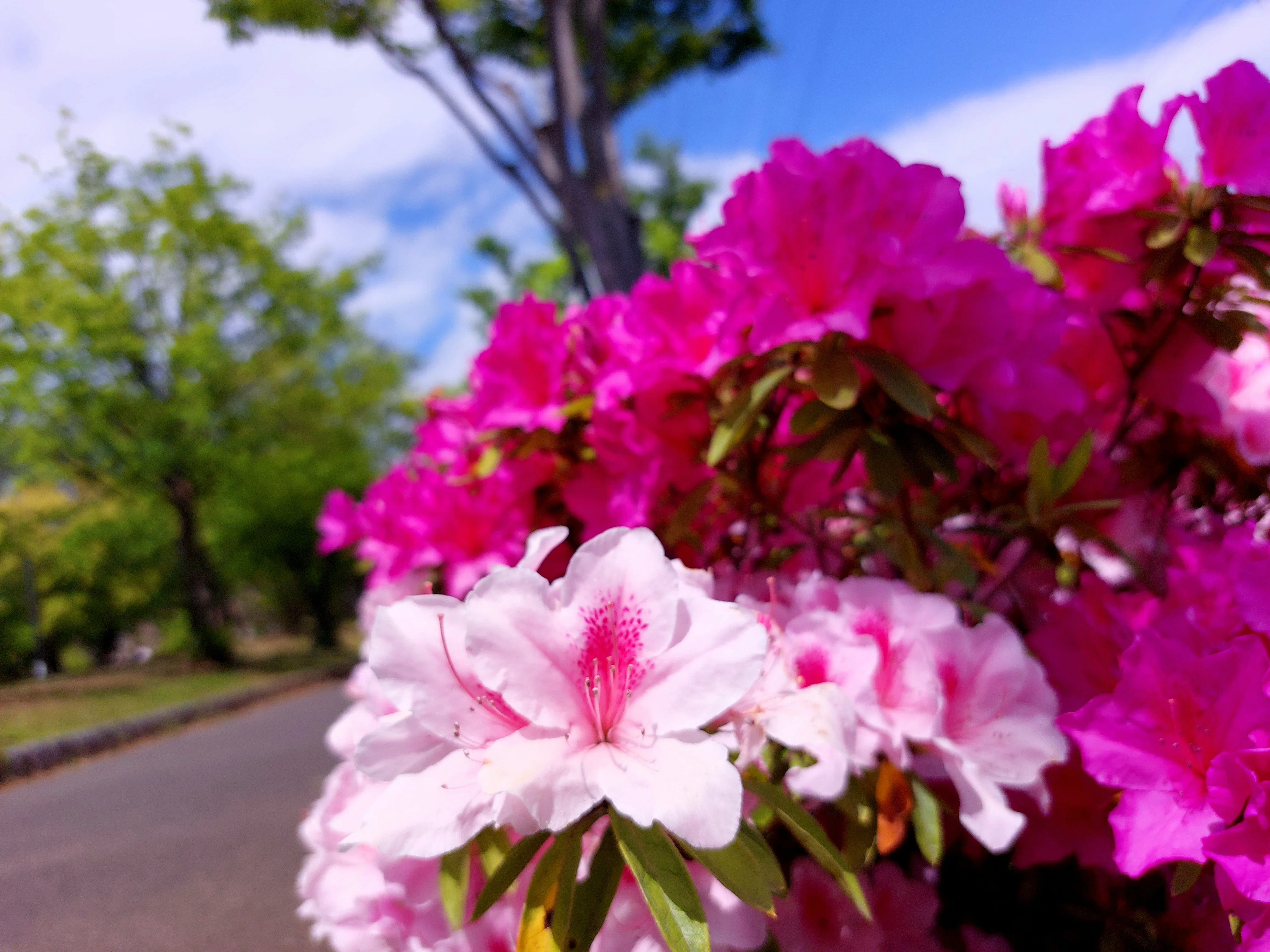 I bought a used SLR camera (Nikon D5000)!｜琴ノ葉みかん (Mikan