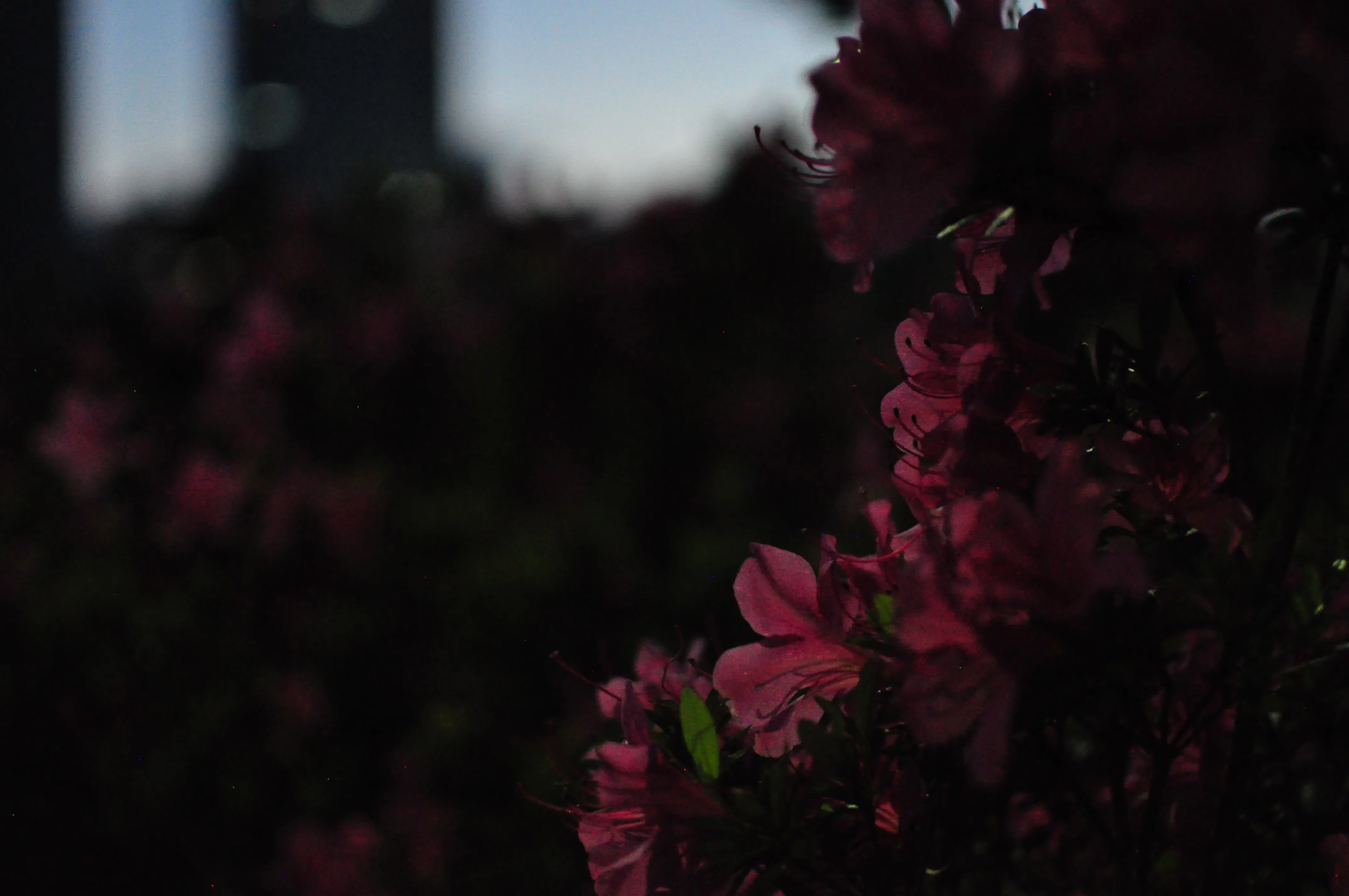 I bought a used SLR camera (Nikon D5000)!｜琴ノ葉みかん (Mikan