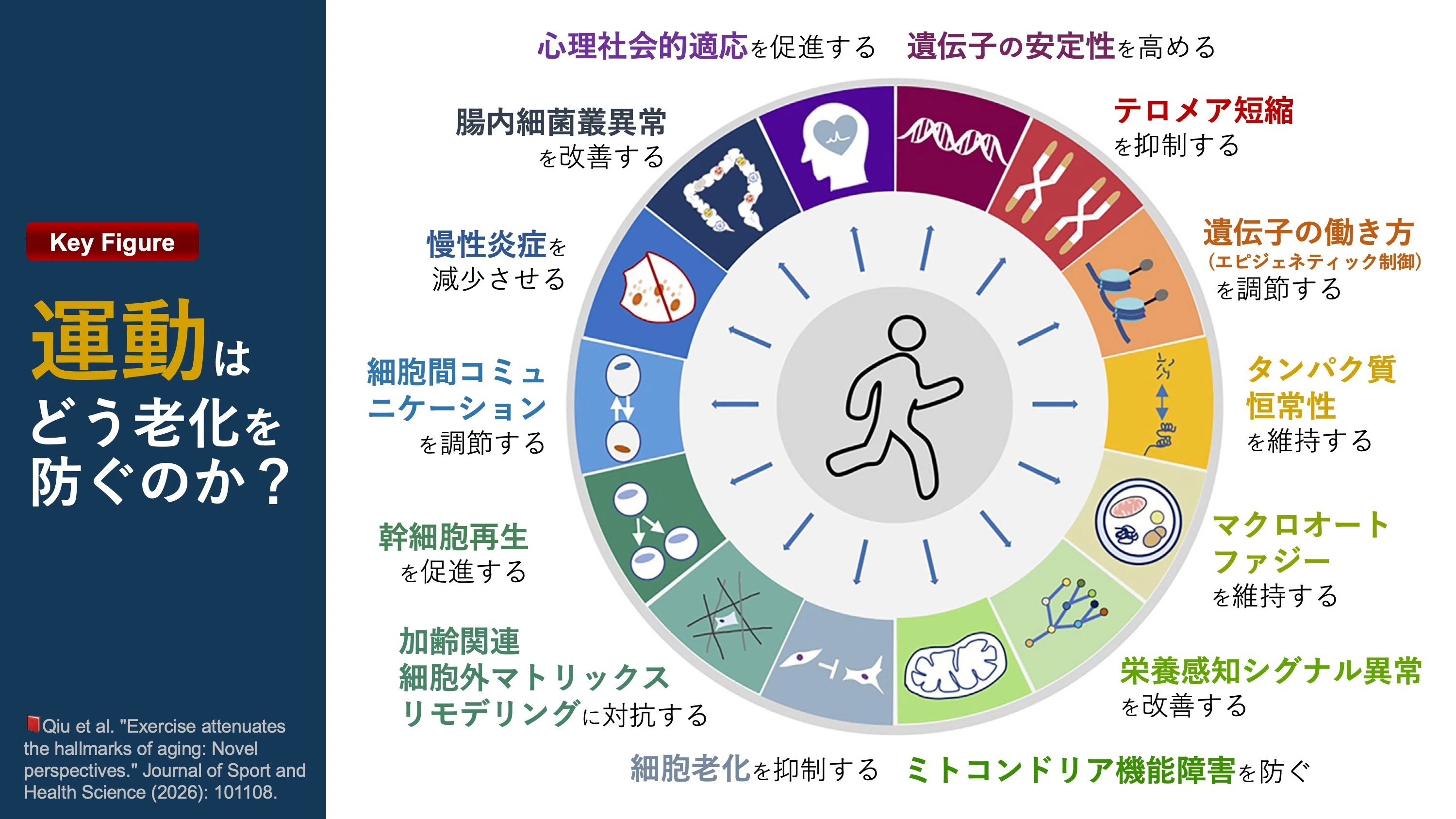 運動はどう老化を防ぐのか？｜Super Human | 理学療法士／保健学博士 Ph.D.