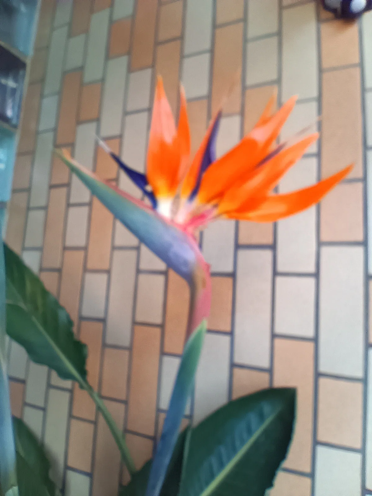 極楽鳥花｜水菜