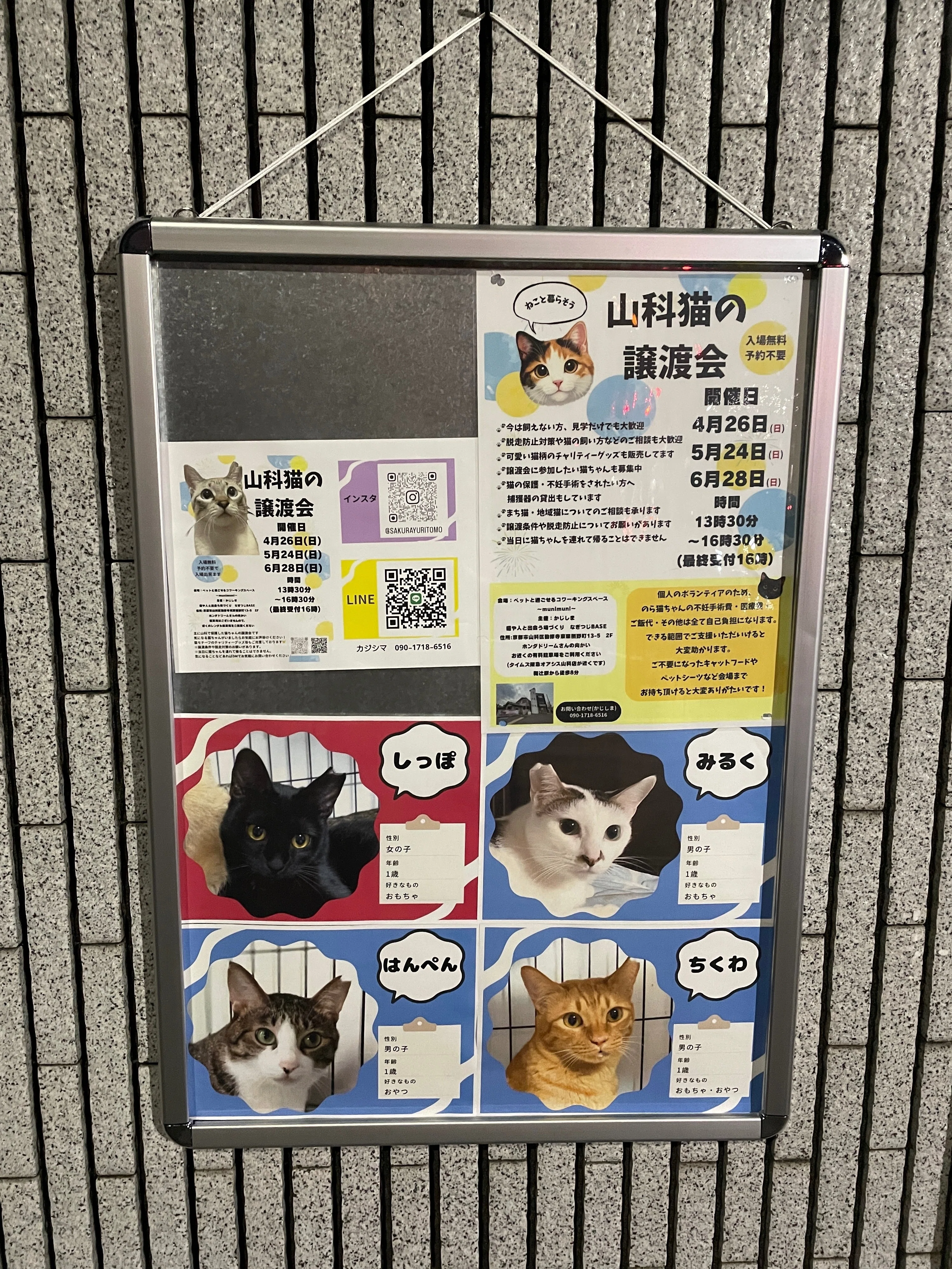 そうだ、外に保護猫ちゃんプロフィールを貼ろう！｜なぎつじBASE