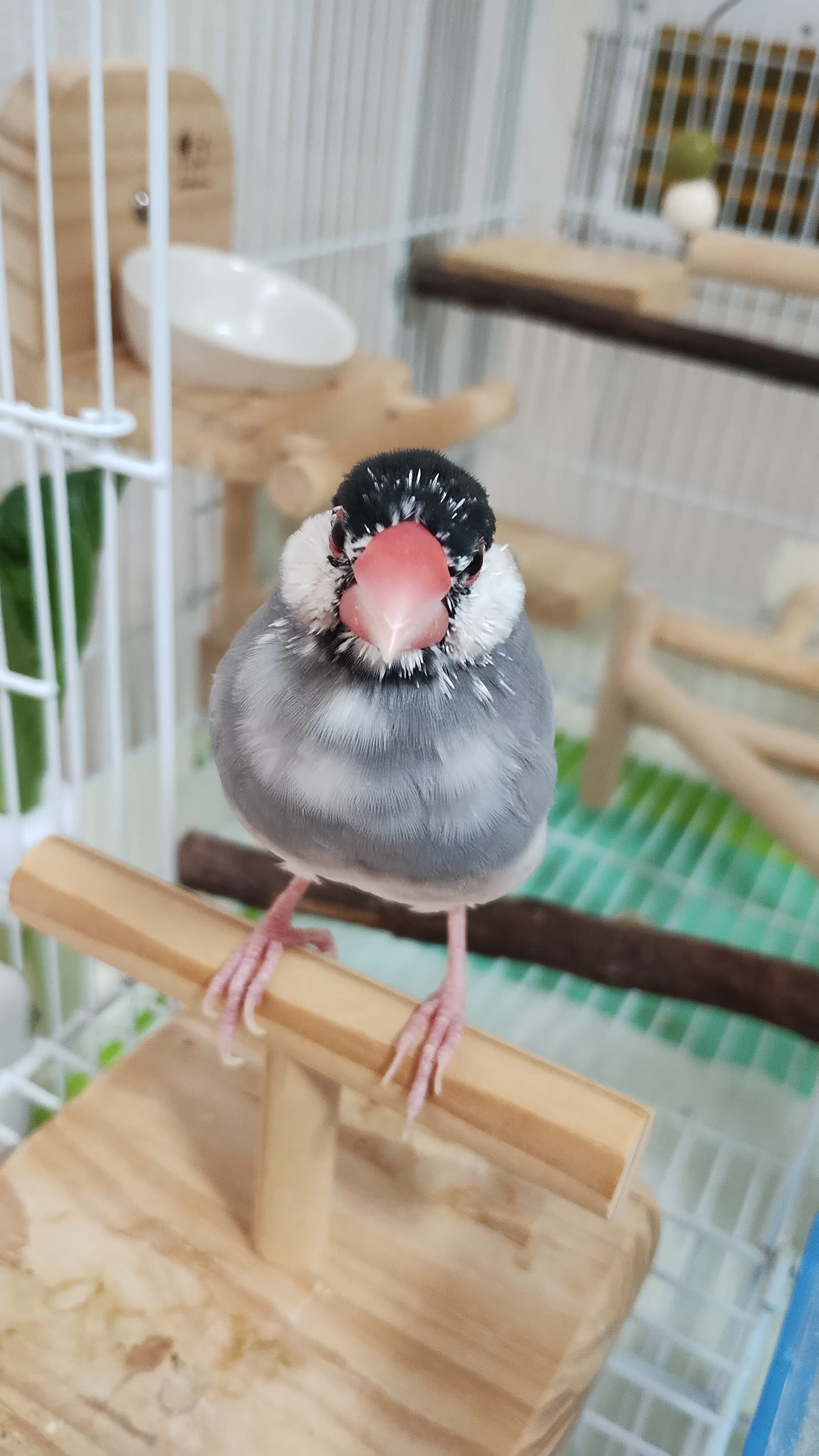 桜文鳥♂2歳、もちもちさを取り戻す｜とかい