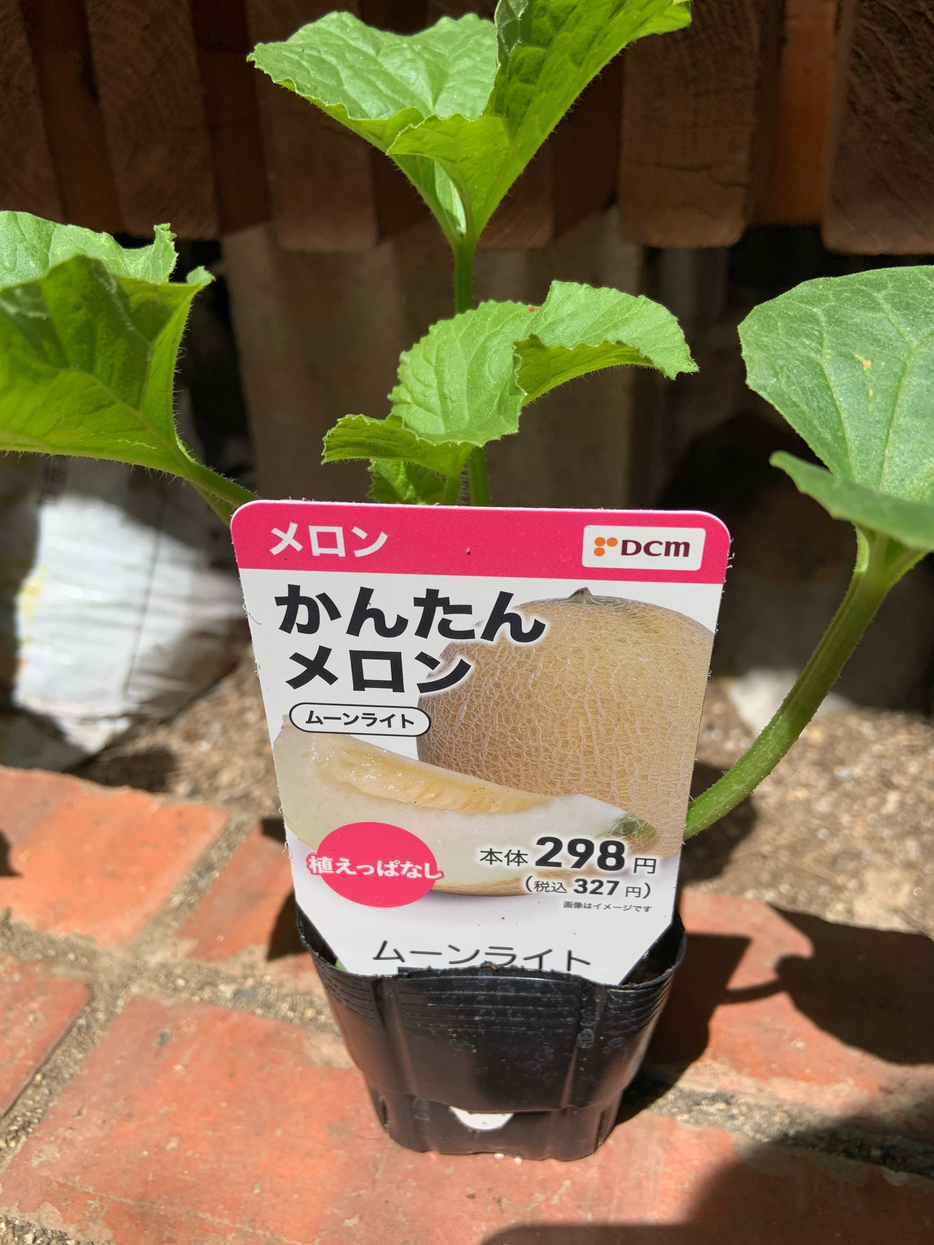 Purchased 'Moonlight' and 'Cupid' Melon Seedlings｜Yukitaka | 旅行