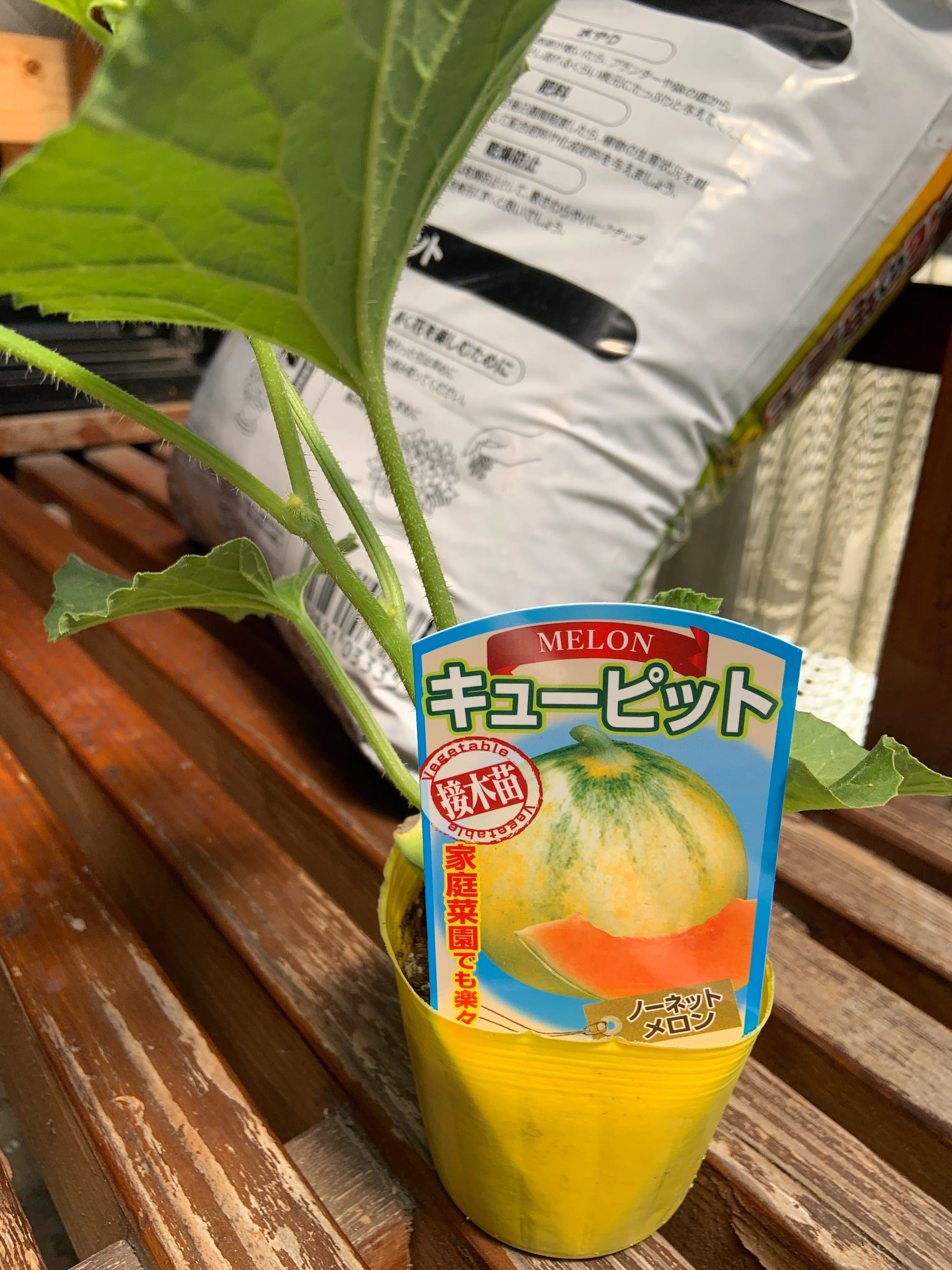 Purchased 'Moonlight' and 'Cupid' Melon Seedlings｜Yukitaka | 旅行