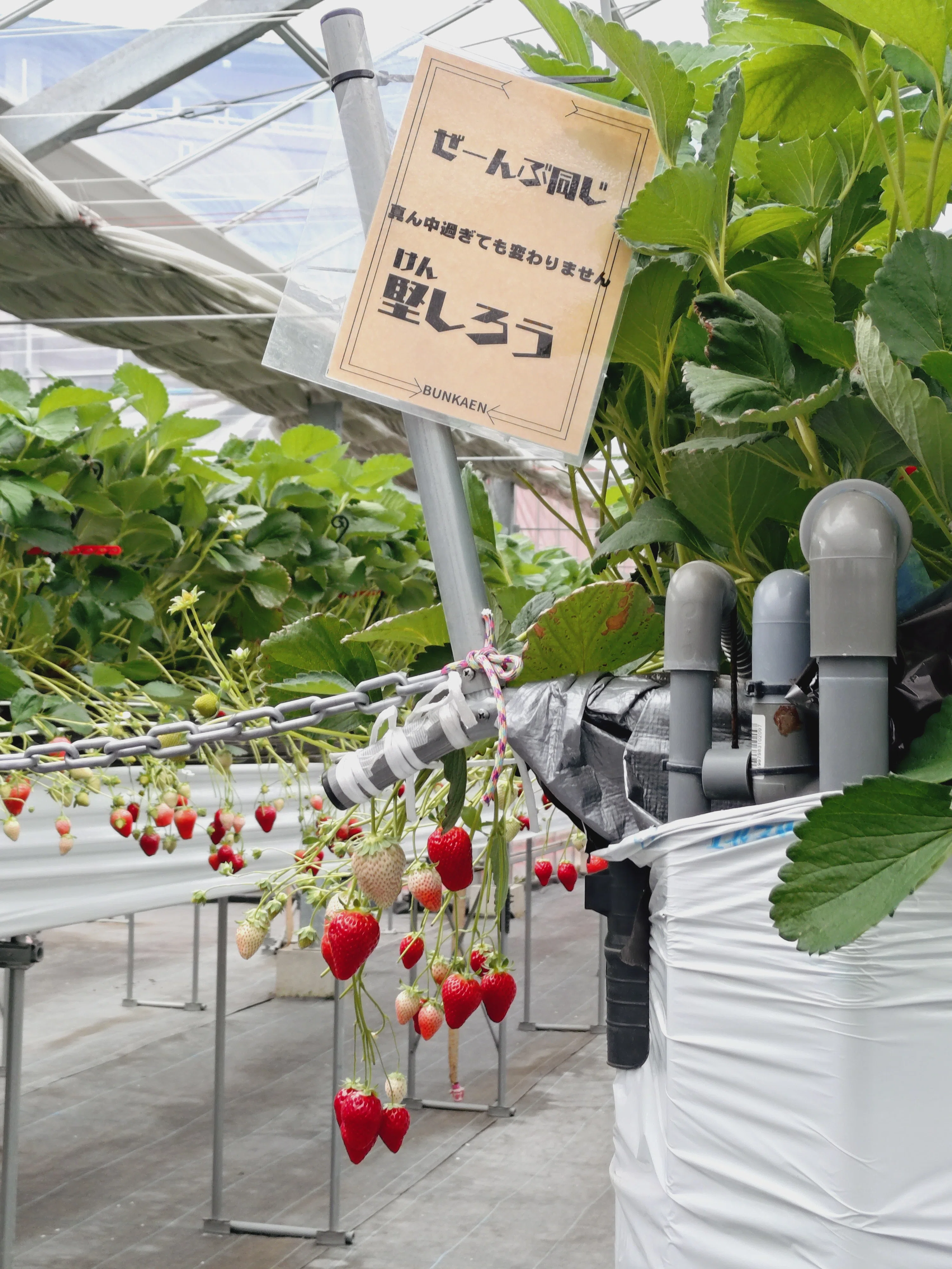 川崎市多摩区】「堅しろう」に「ベリーホップすず」希少ないちごで