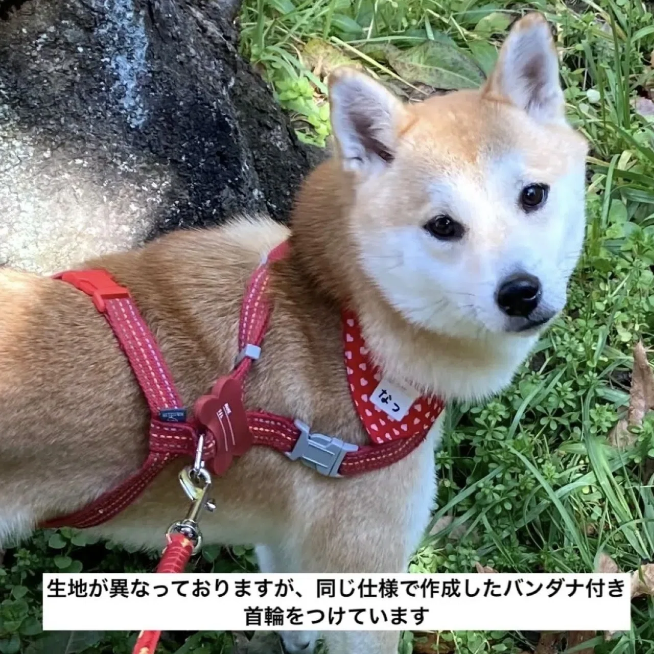 作品紹介】柴犬なつに、いつも作っているバンダナ付き首輪｜なつ帆房