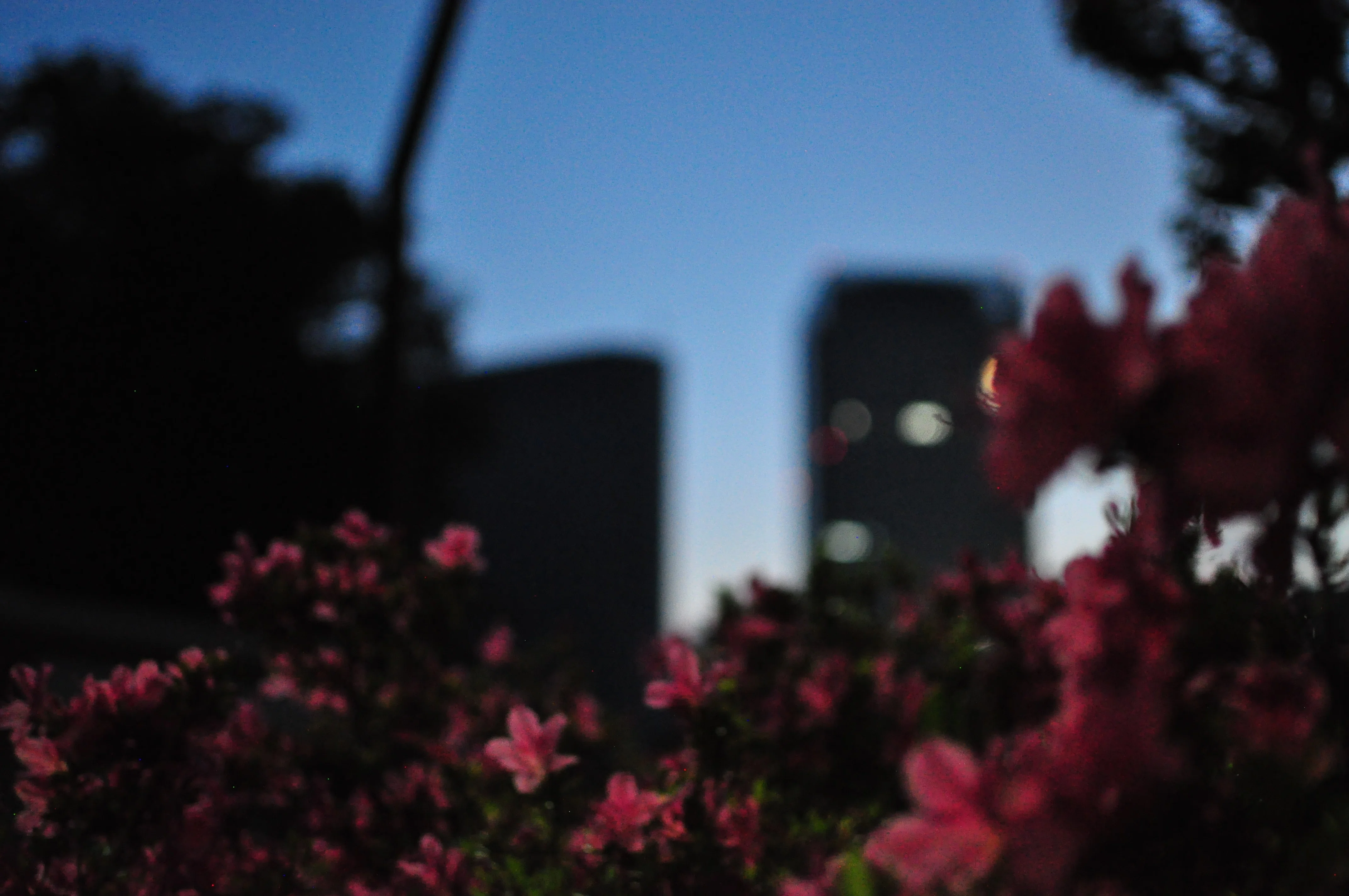 I bought a used SLR camera (Nikon D5000)!｜琴ノ葉みかん (Mikan