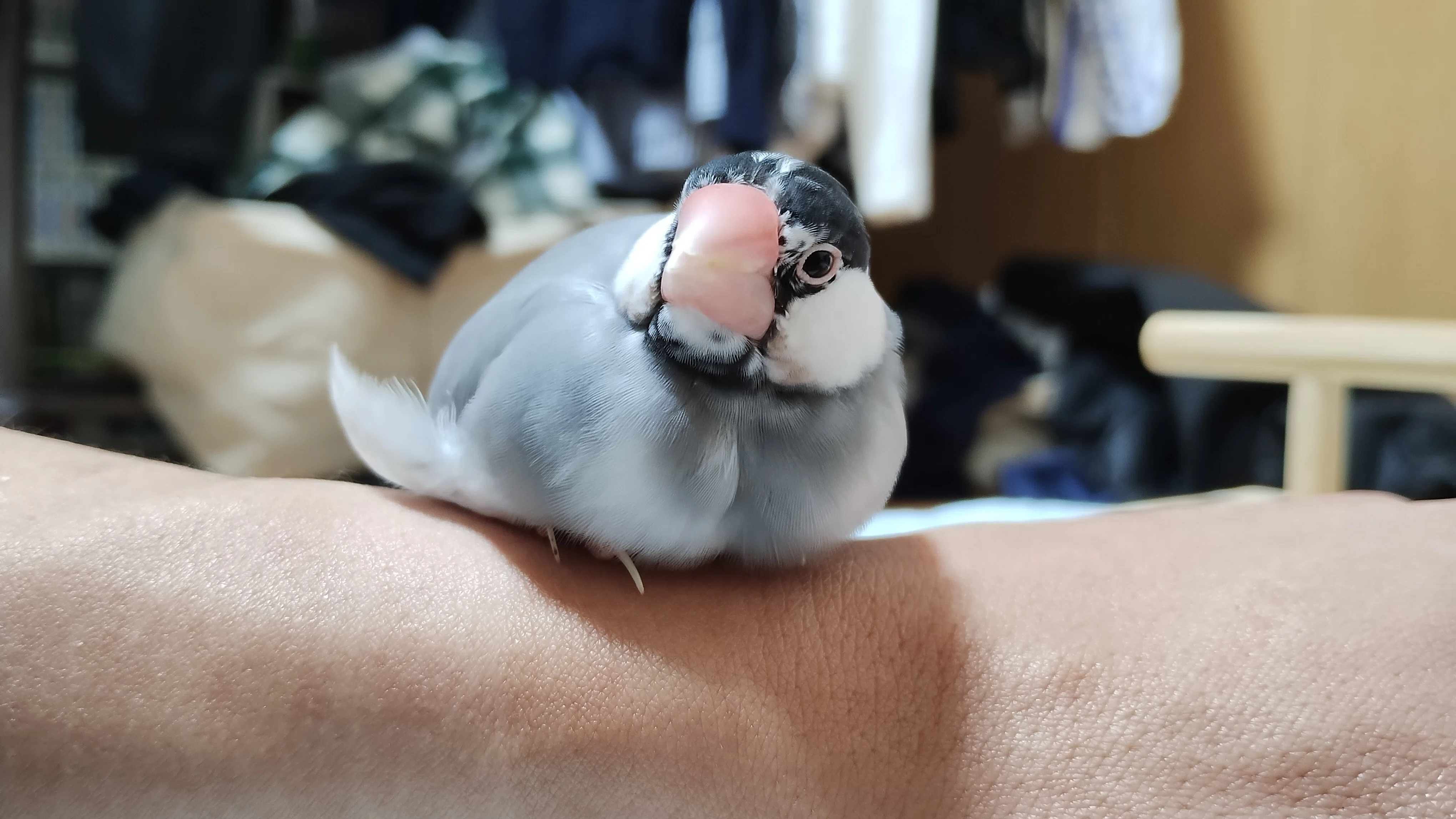 桜文鳥♂2歳、もちもちさを取り戻す｜とかい