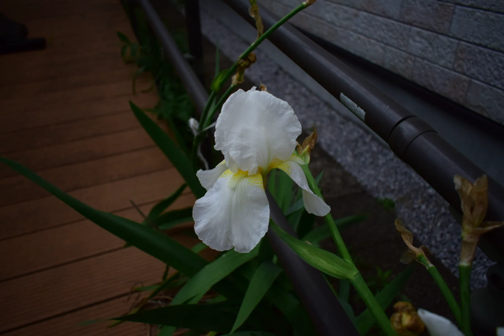 石楠花(シャクナゲ)が咲いた｜SuzukenSambar
