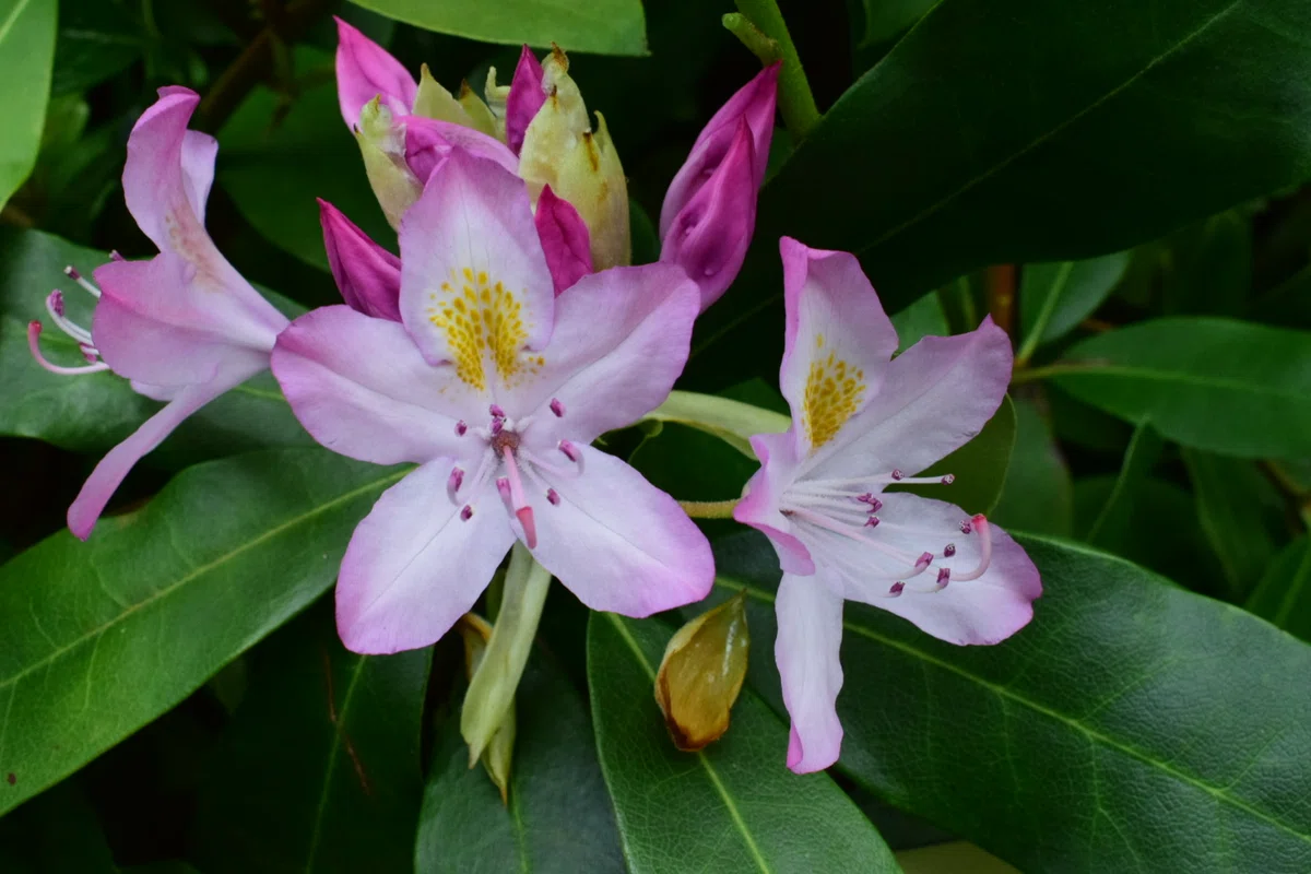 石楠花(シャクナゲ)が咲いた｜SuzukenSambar