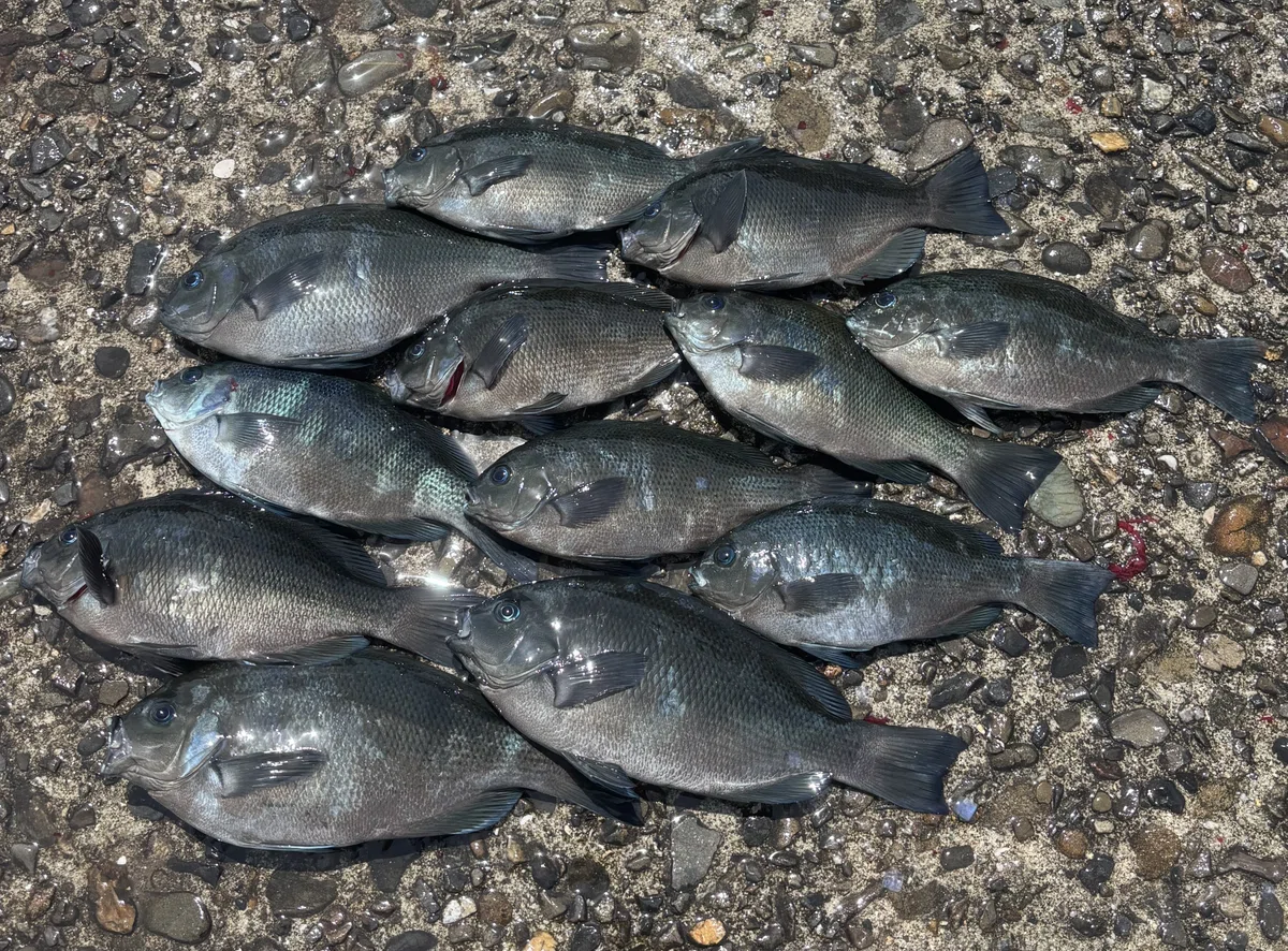 波止からグレ釣れ出した|塩塚國秀