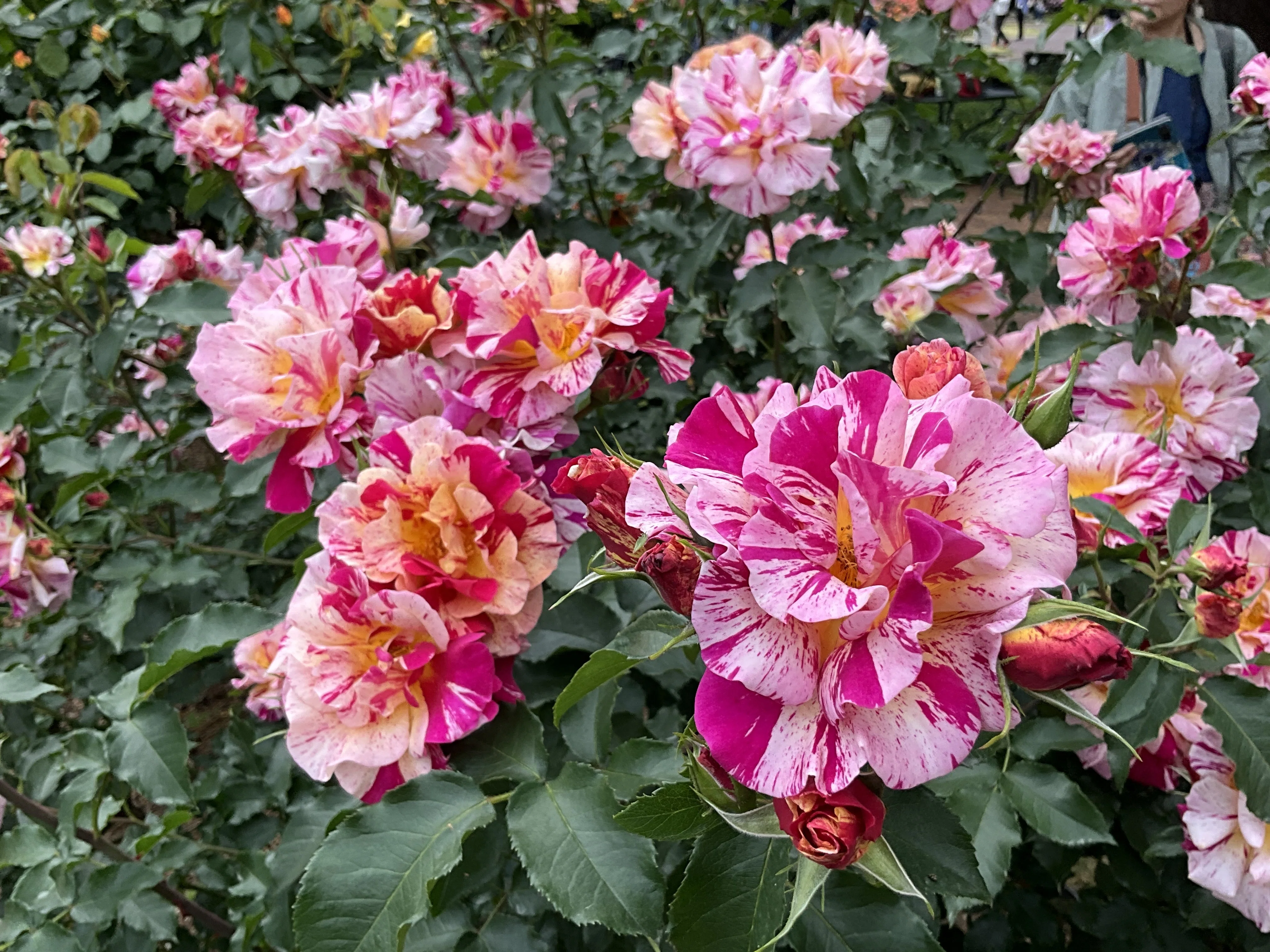 エドガー・ドガ（京都府立植物園）：2026年5月10日（日）｜藤井秀昭