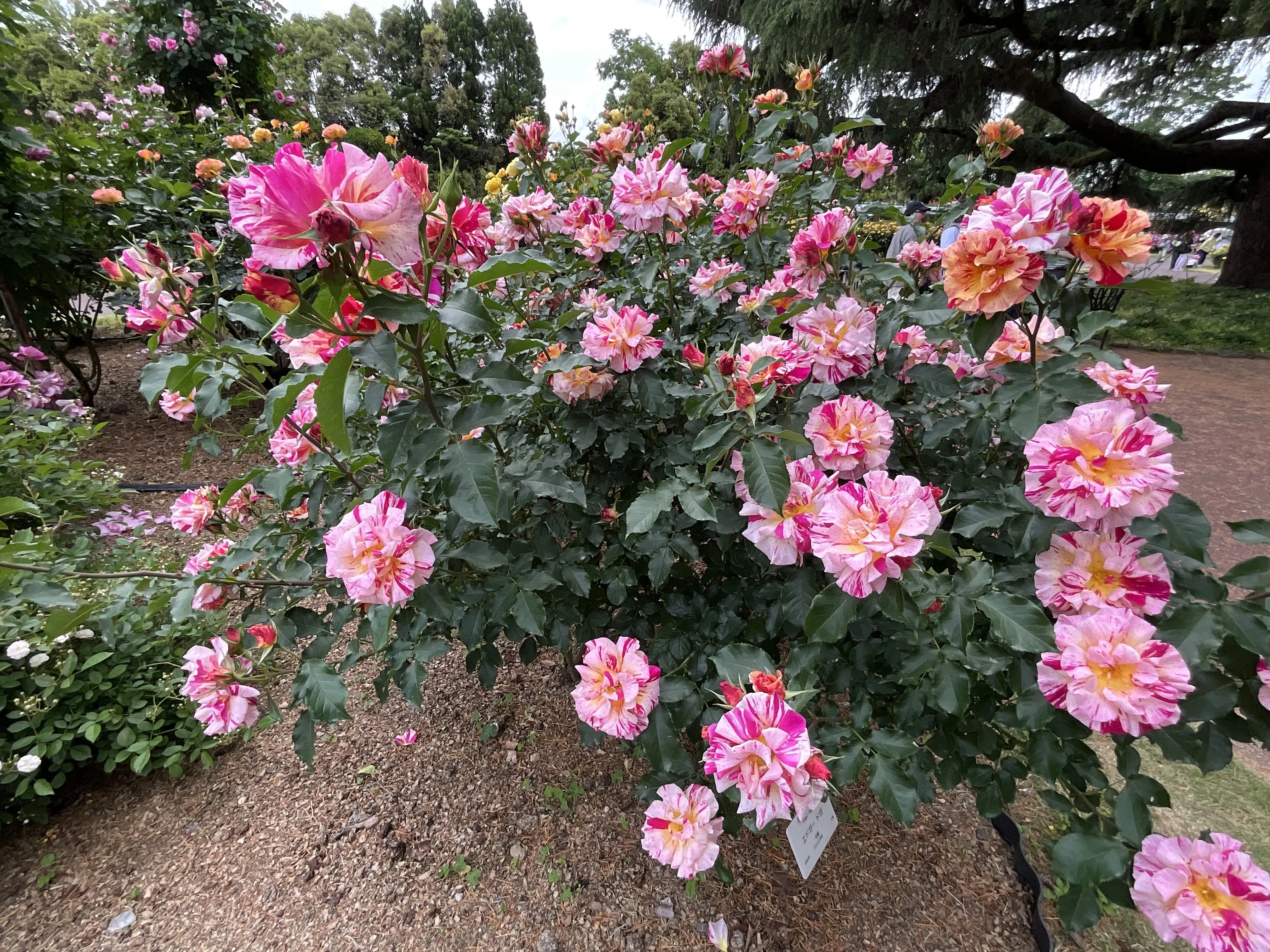 エドガー・ドガ（京都府立植物園）：2026年5月10日（日）｜藤井秀昭