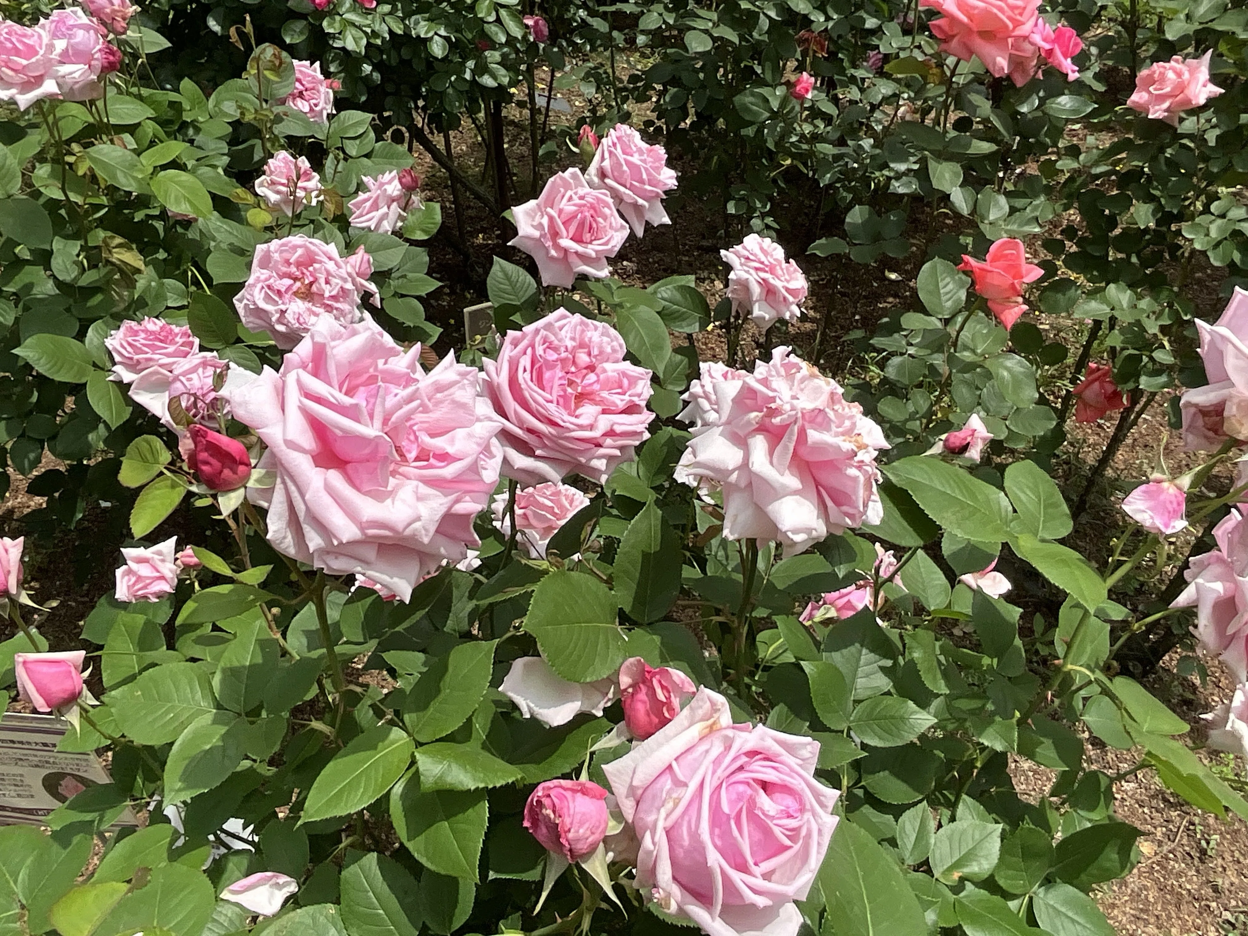 ラ・フランス（京都府立植物園）：2026年5月9日（土）｜藤井秀昭