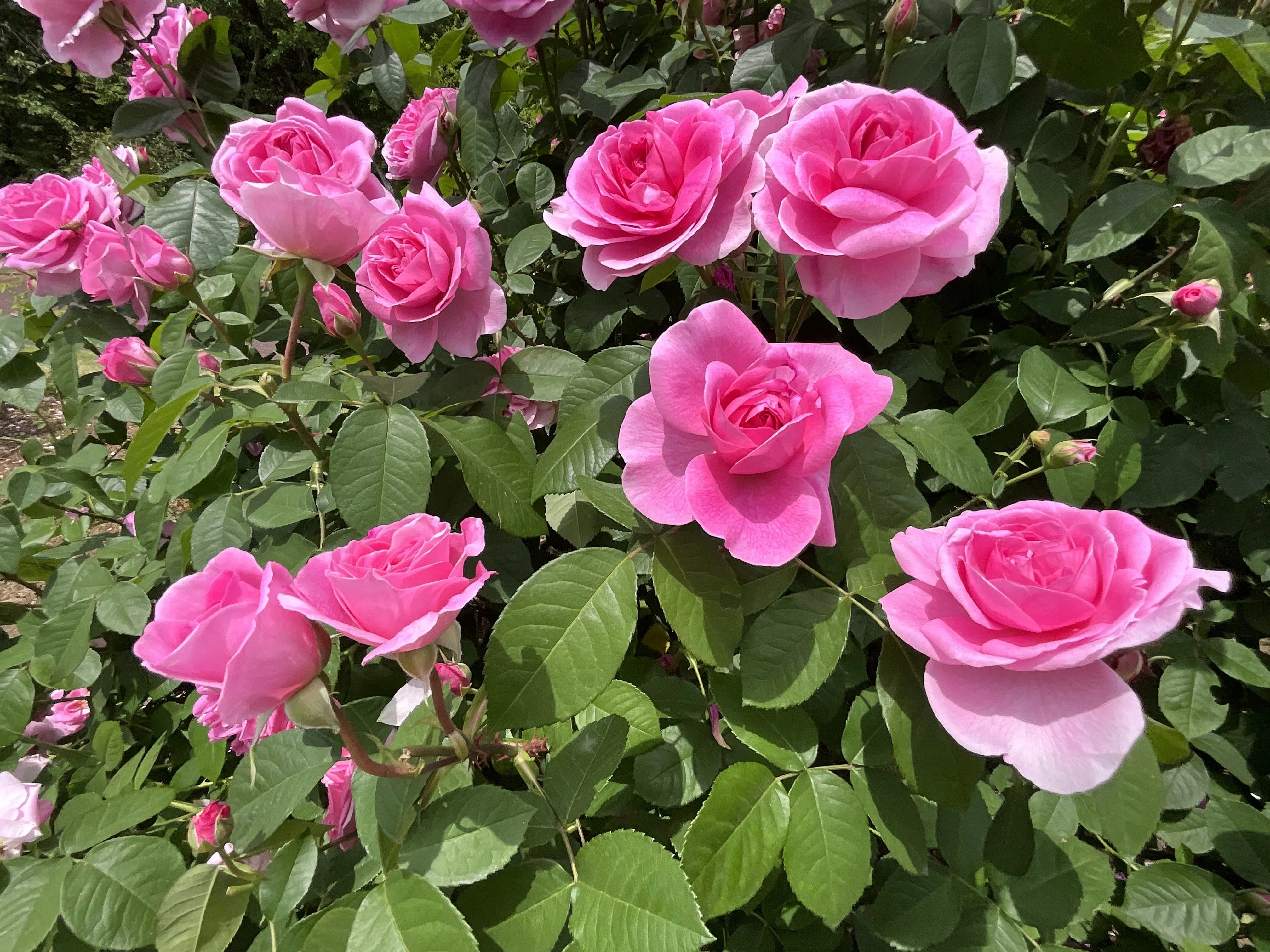 ブラッシュ・ノワゼット（京都府立植物園）：2026年5月8日（金）｜藤井