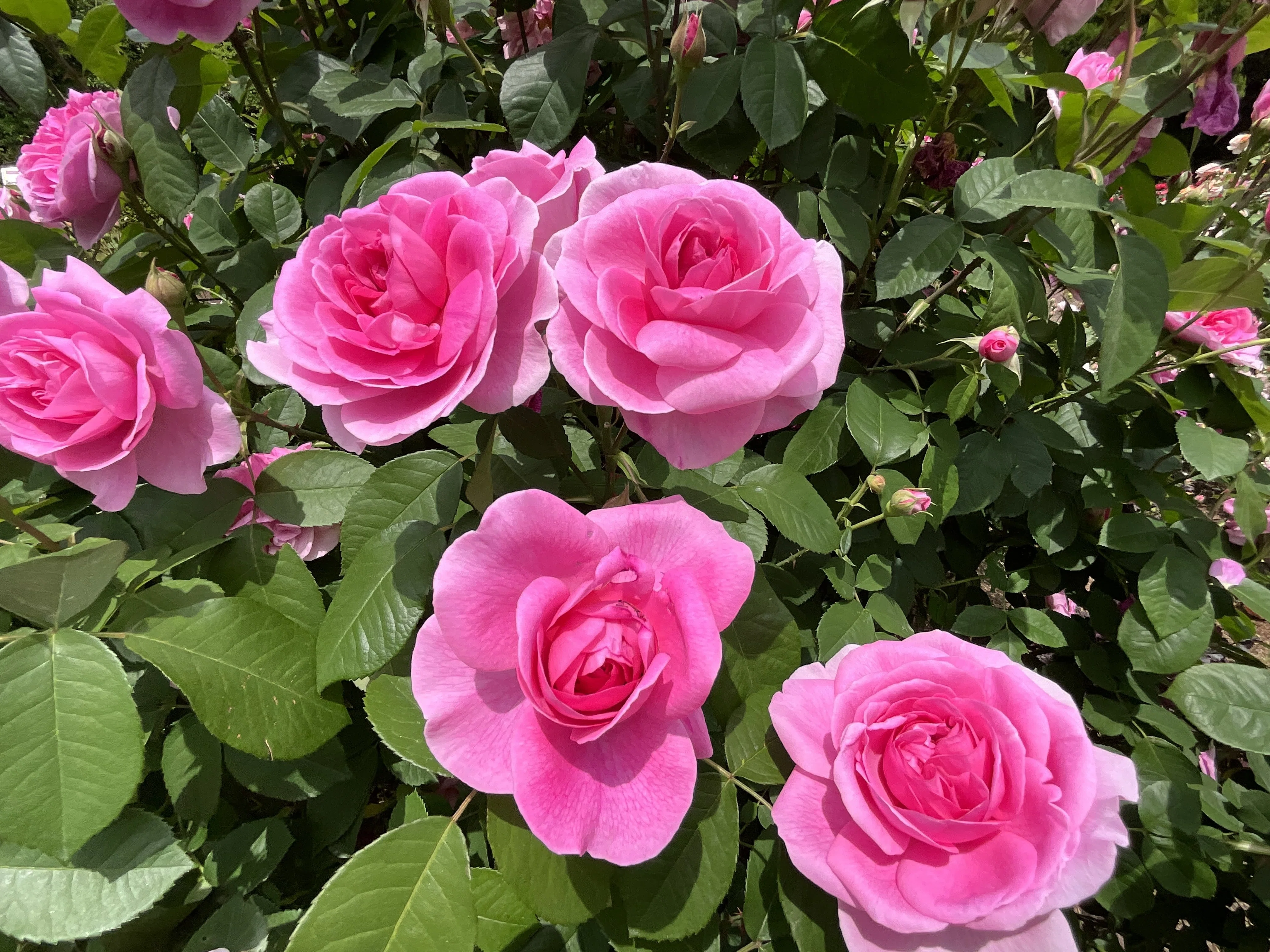 ブラッシュ・ノワゼット（京都府立植物園）：2026年5月8日（金）｜藤井