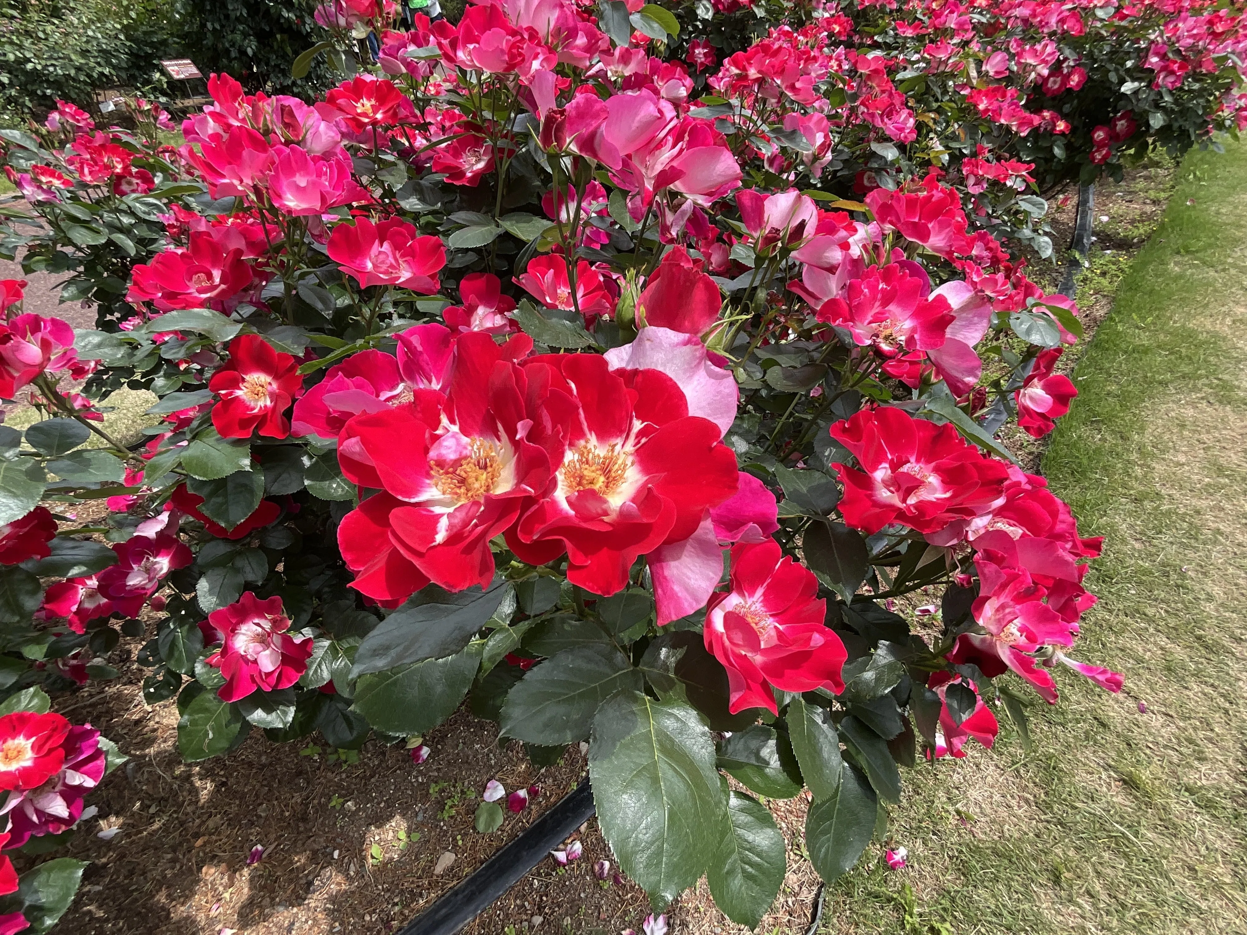 連弾（京都府立植物園）：2026年5月5日（火）｜藤井秀昭（『京都居候