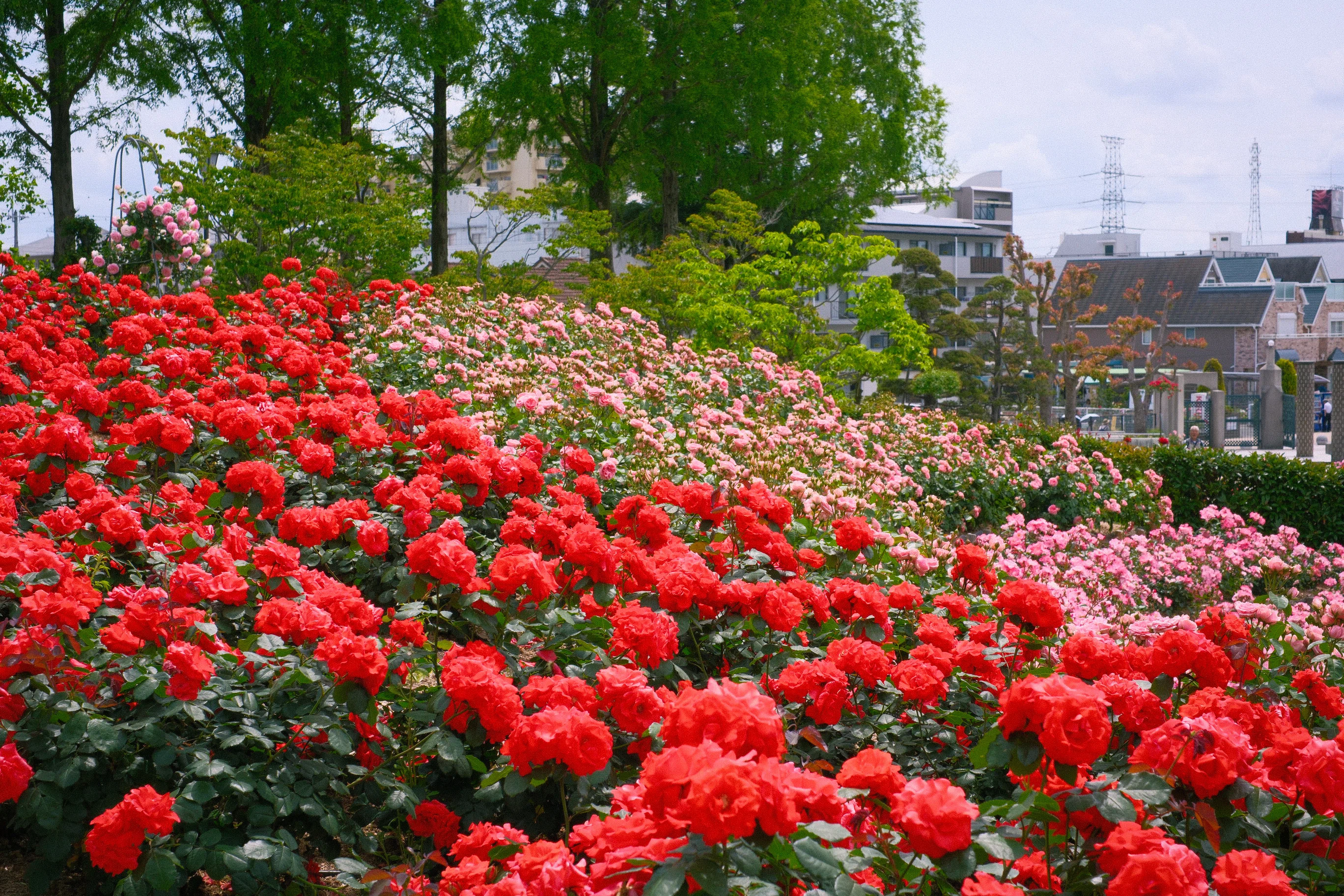 荒牧バラ公園丨X-T50｜のたけ.