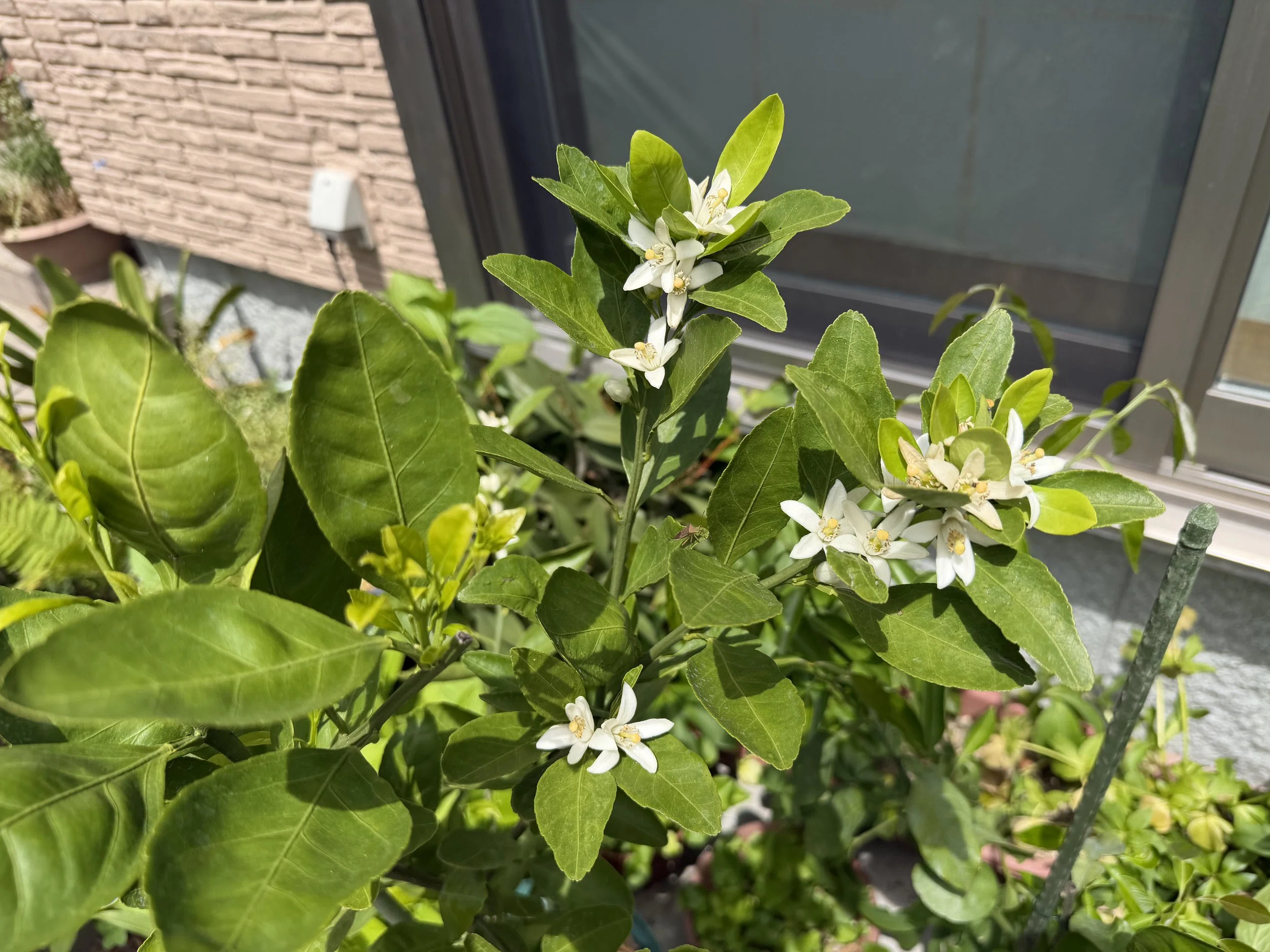 柑橘の花が咲いた｜Hirokazu Nishi