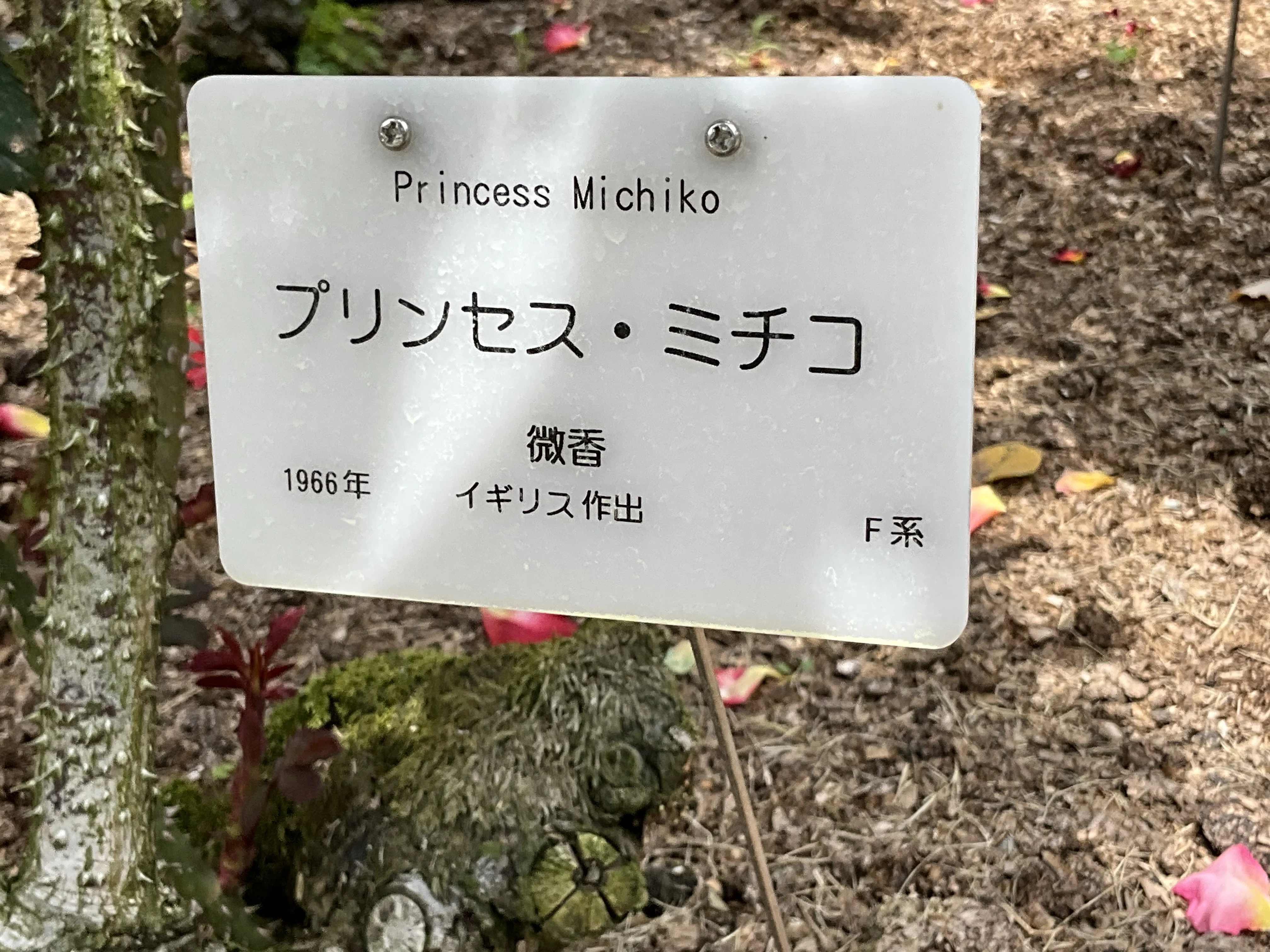 プリンセス・ミチコ（京都府立植物園）：2026年5月12日（火）｜藤井