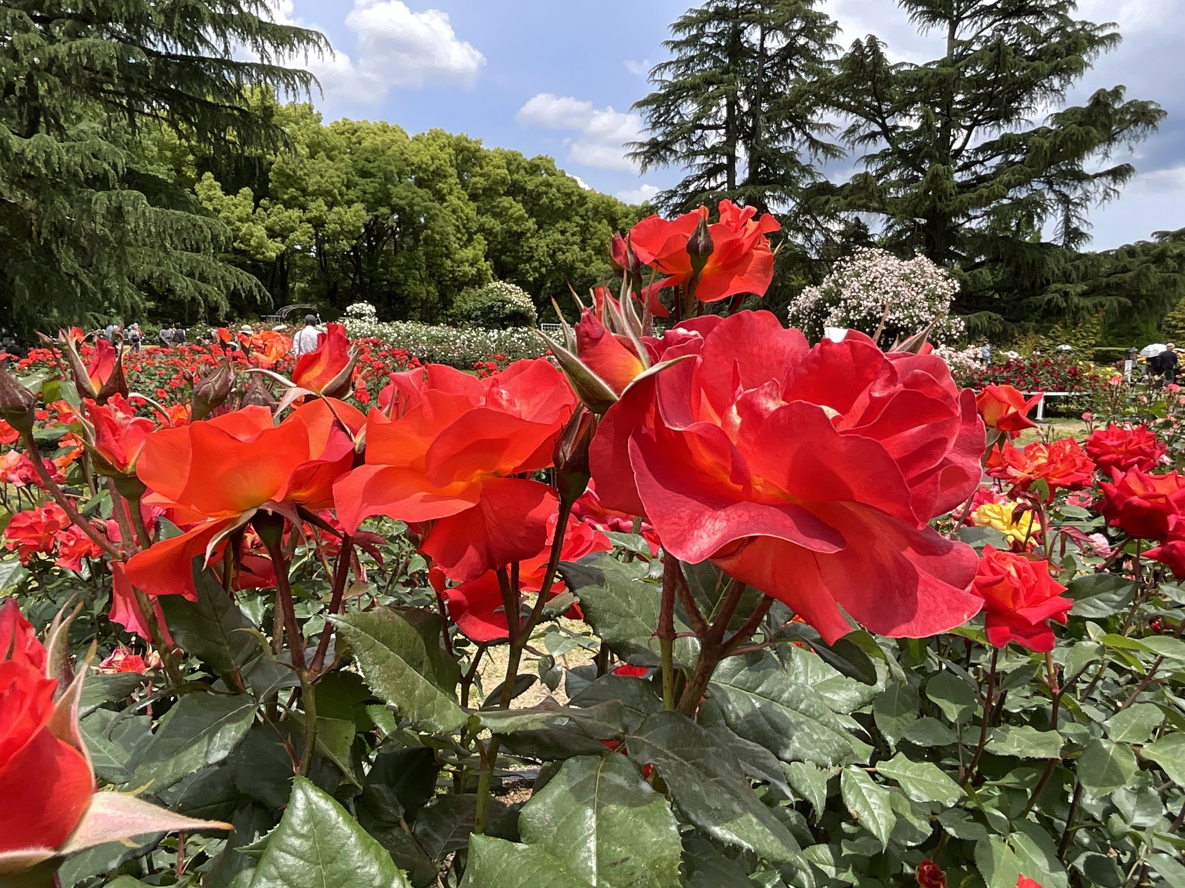 プリンセス・ミチコ（京都府立植物園）：2026年5月12日（火）｜藤井