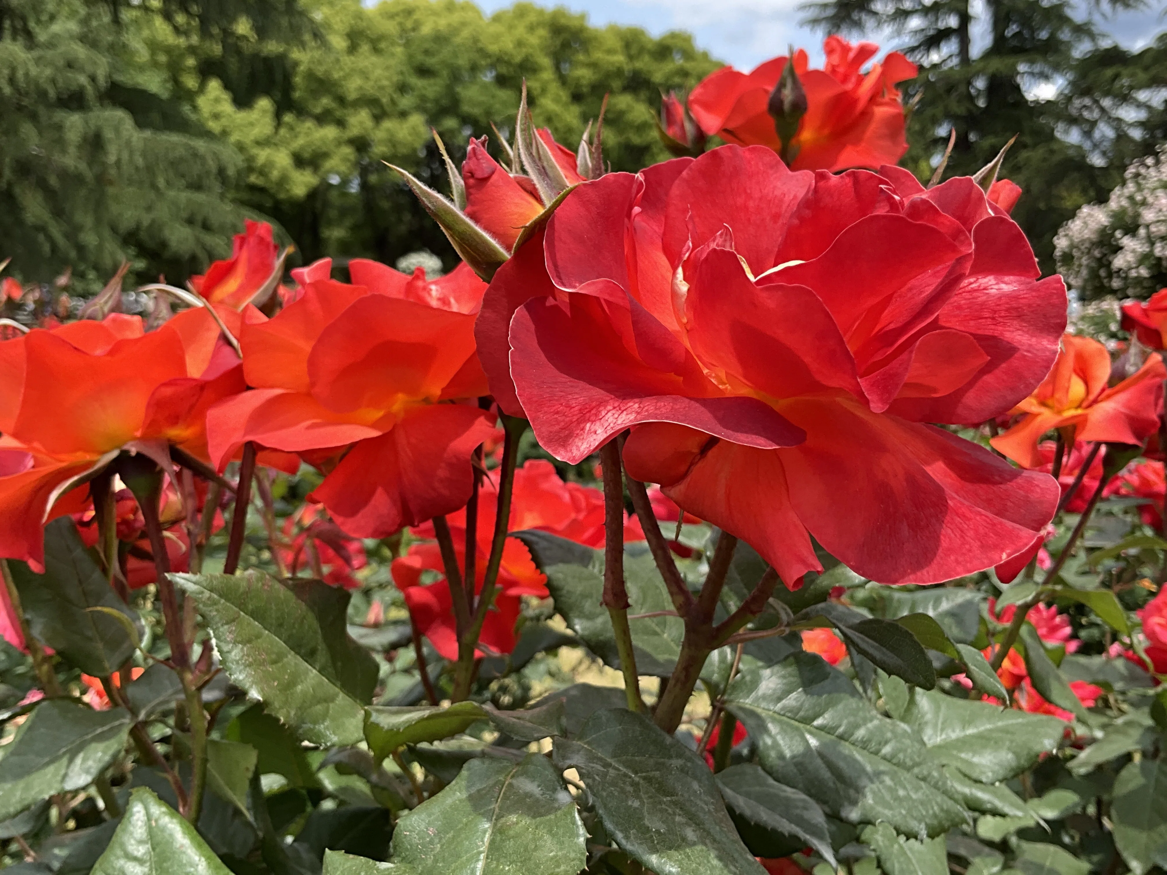 プリンセス・ミチコ（京都府立植物園）：2026年5月12日（火）｜藤井